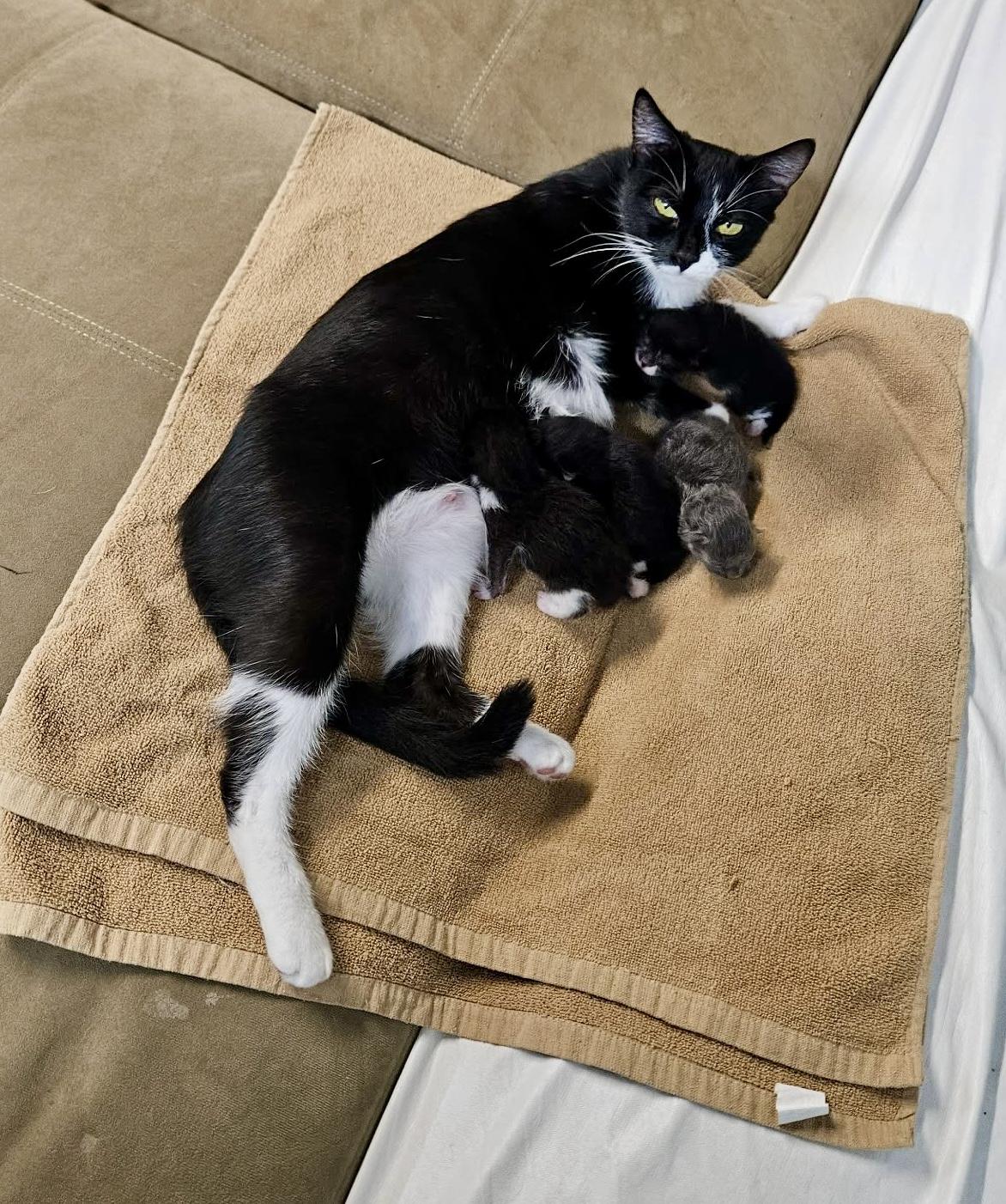 Enlarge Cricket, a Adoptable Tuxedo in Bethel, CT image 4/6
