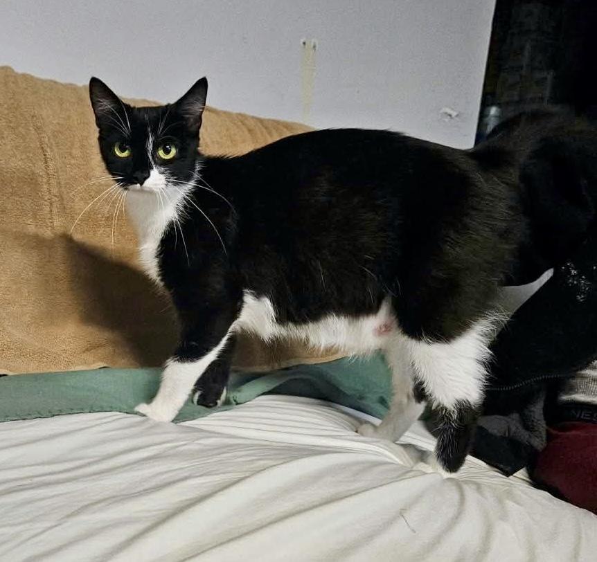 Enlarge Cricket, a Adoptable Tuxedo in Bethel, CT image 6/6