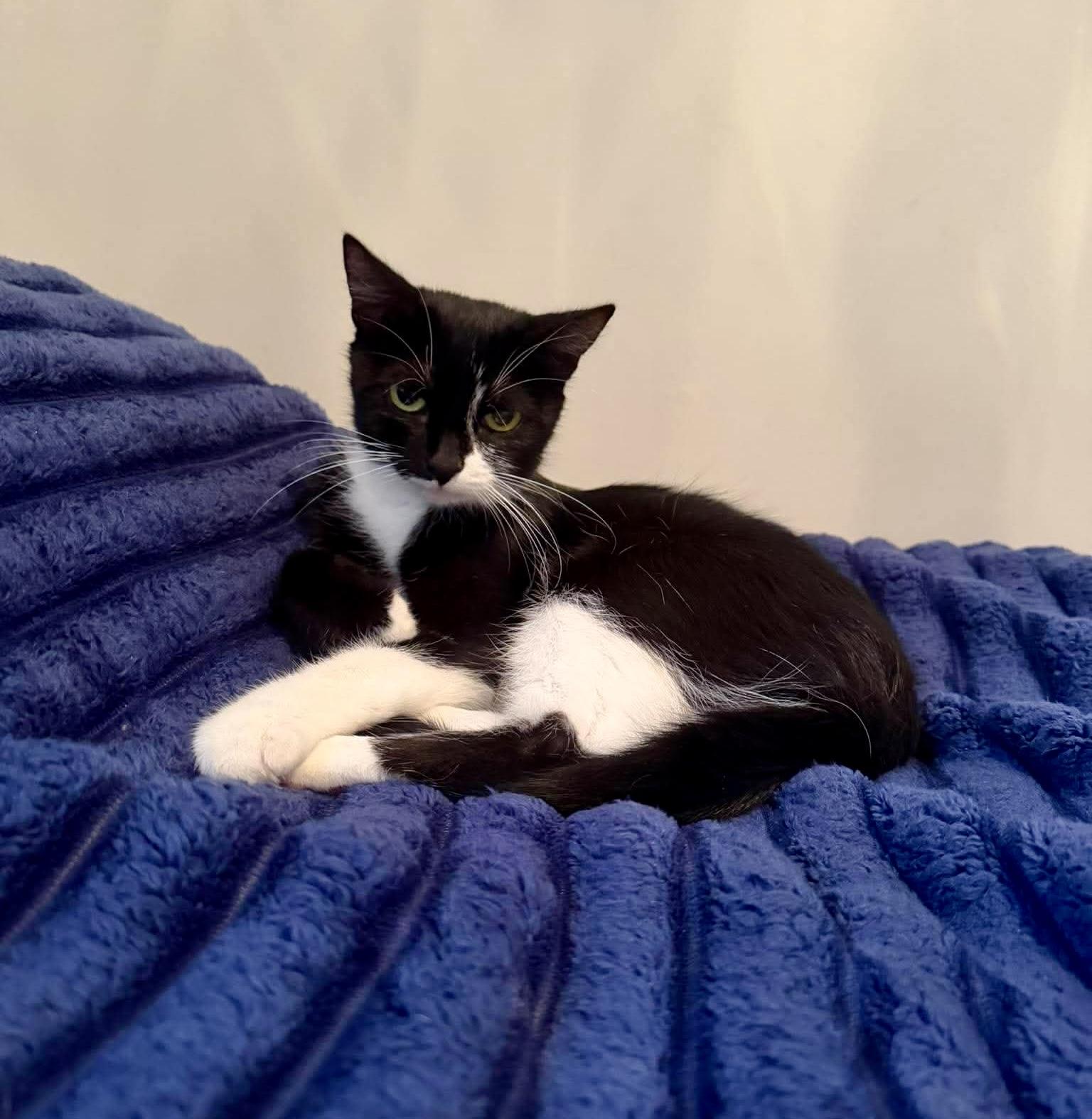 Enlarge Cricket, a Adoptable Tuxedo in Bethel, CT image 2/6