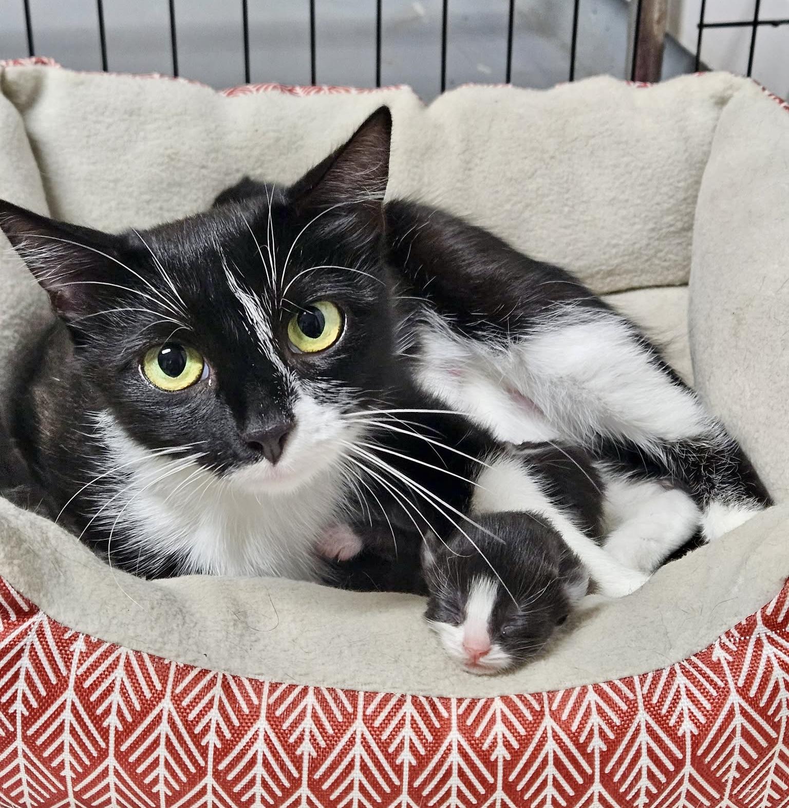 Enlarge Cricket, a Adoptable Tuxedo in Bethel, CT image 3/6