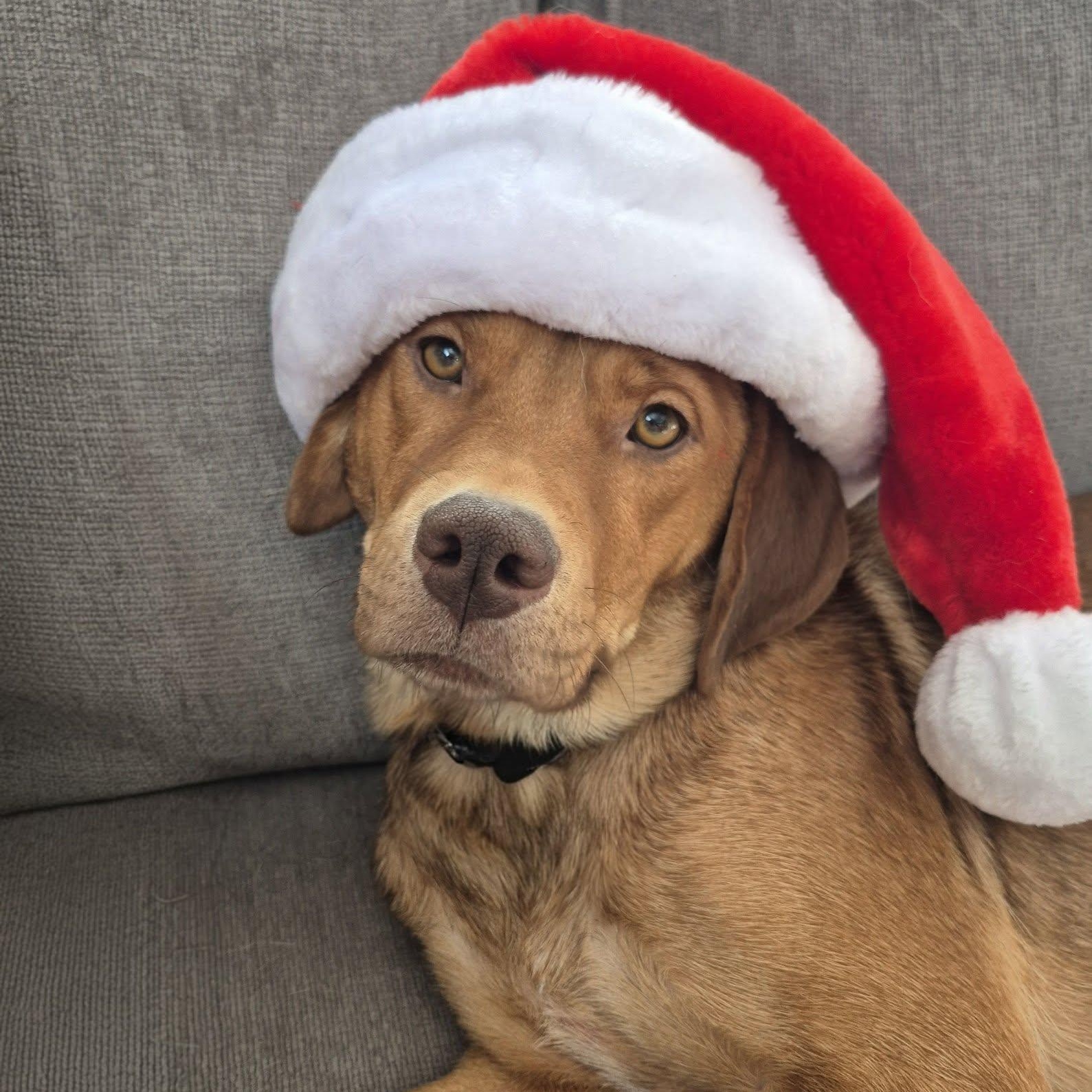 Minerva, Adoptable, Adult Female Labrador Retriever.