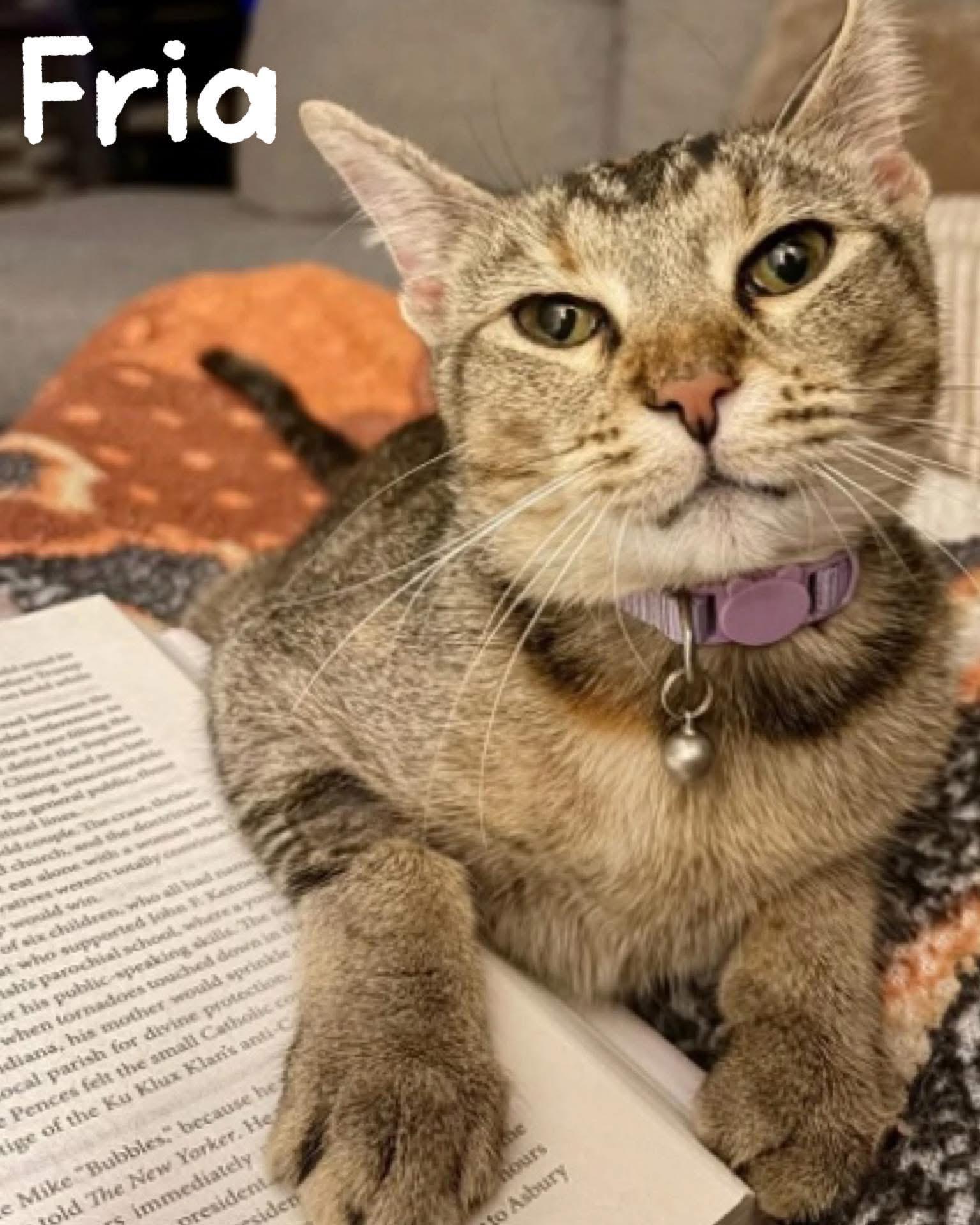 Fria, ADOPTABLE, Adult Female Domestic Short Hair & Tabby.