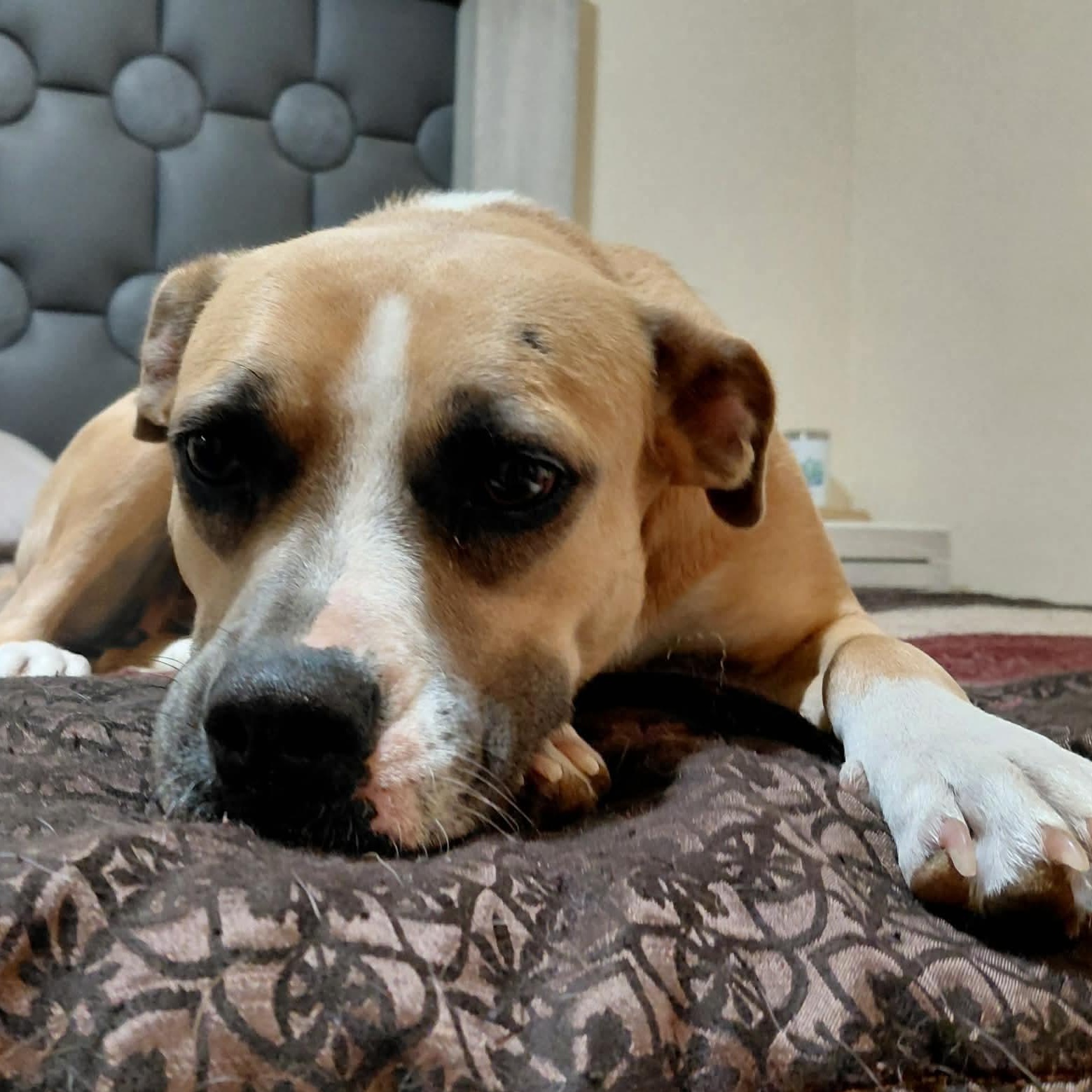 Shona — thumbnail 6