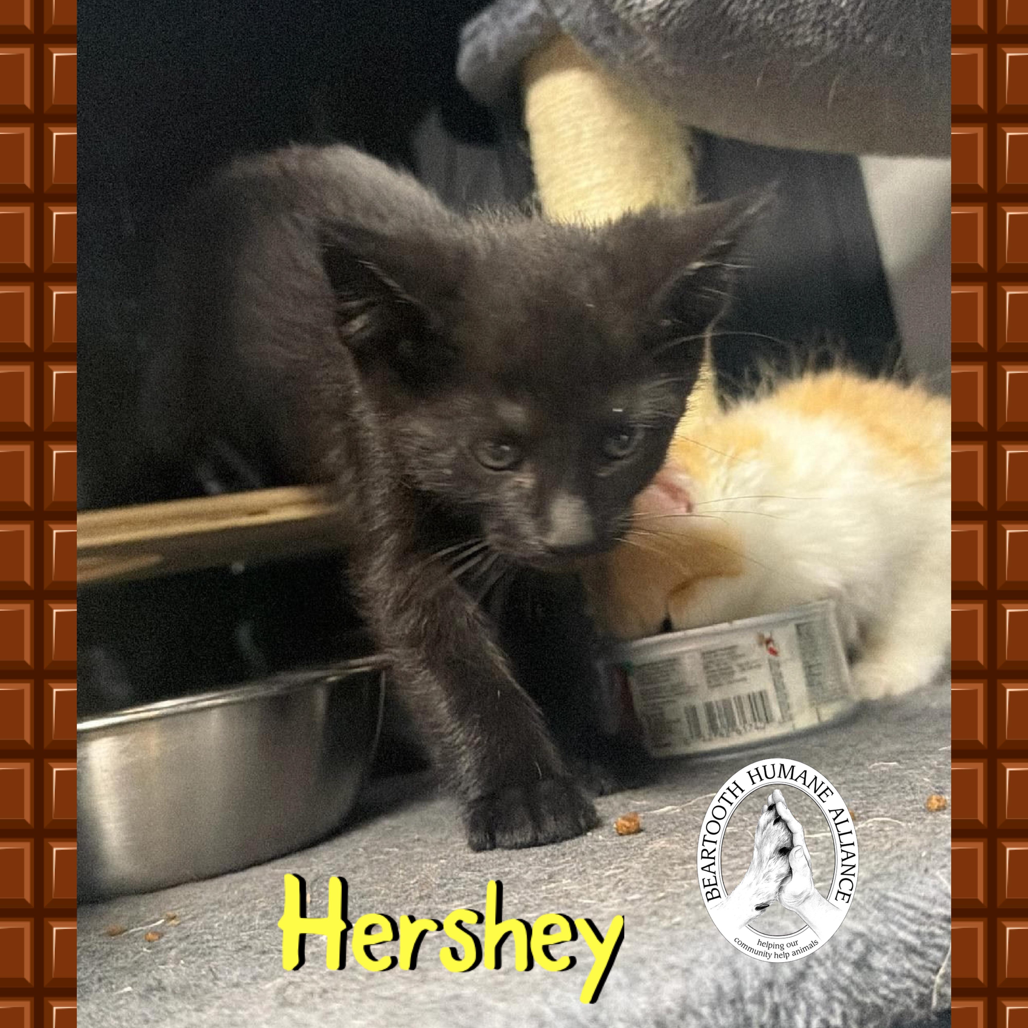 Hershey, adopted, Kitten Male Domestic Short Hair.