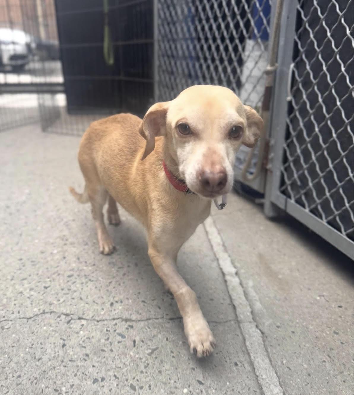 Dillon, ADOPTABLE, Adult Male Chihuahua.