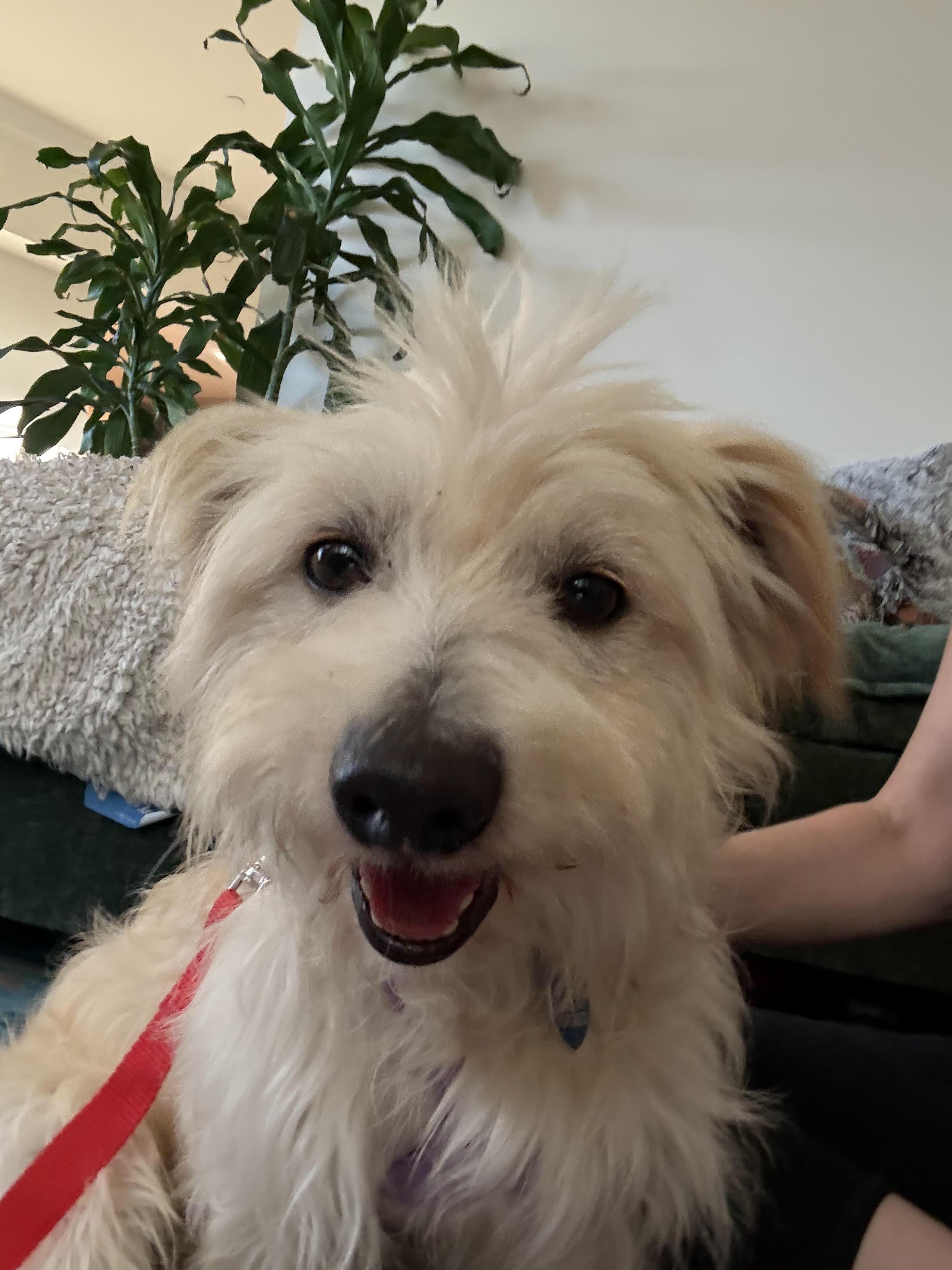 Indy, a Adoptable Terrier in Studio City, CA image 2/3