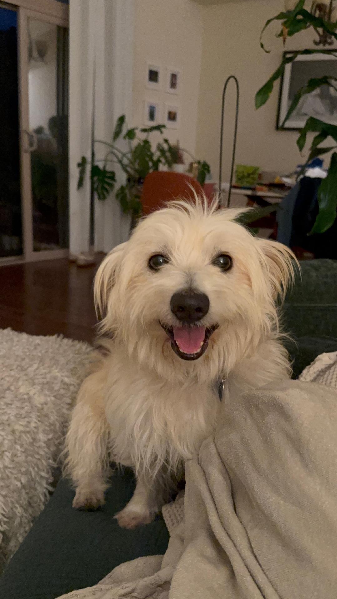 Indy, Adoptable, Adult Male Terrier.