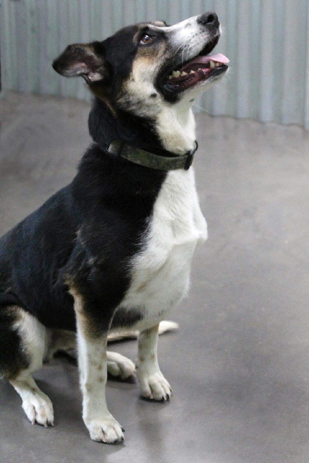 Stag, Adoptable, Adult Male German Shepherd Dog & Collie.