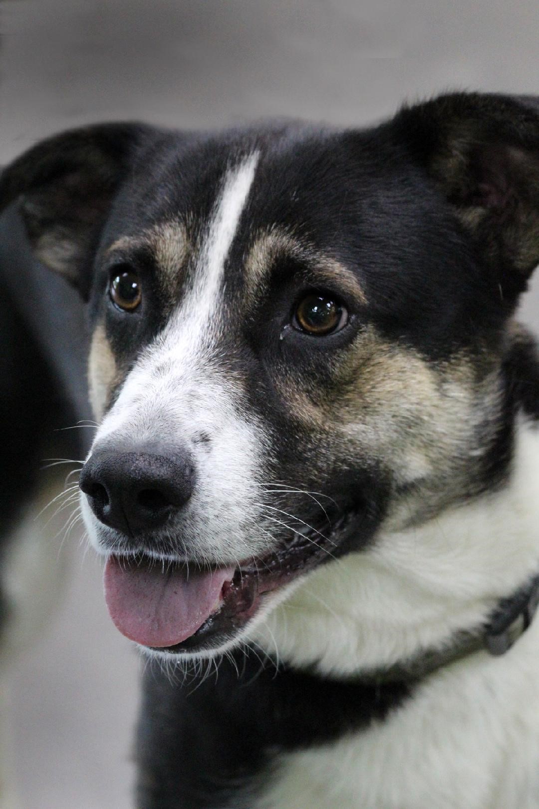 Stag, a Adoptable mixed breed in Barnwell, SC image 2/2