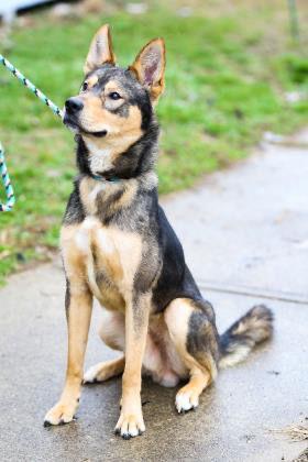 General, Adoptable, Adult Male German Shepherd Dog.