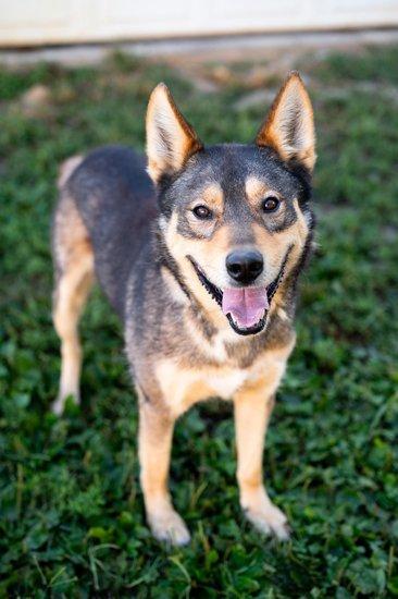 Enlarge General, a Adoptable German Shepherd Dog in Poland, IN image 2/2