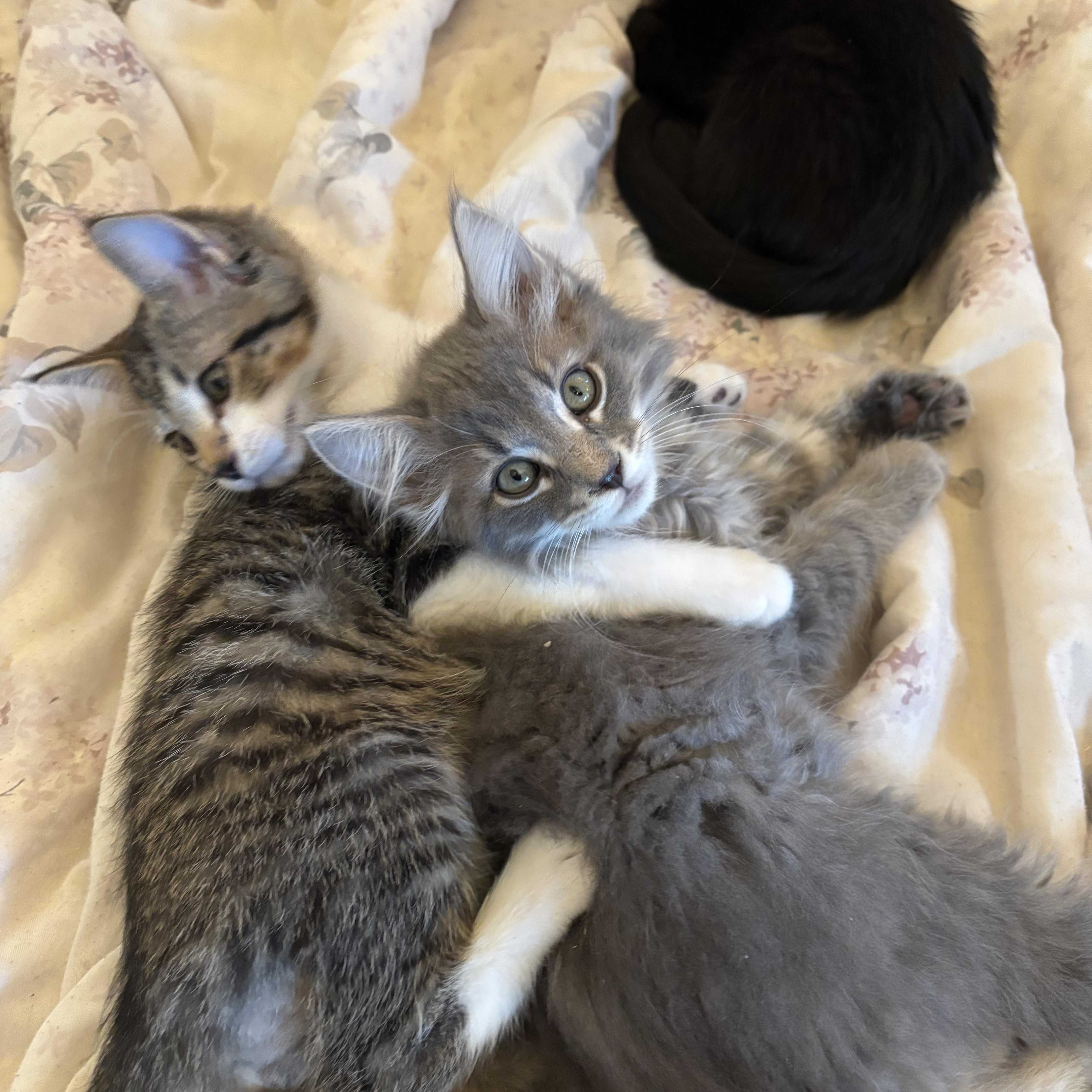 Dahlia, Harlow & Hudson, Adoptable, Young Male Domestic Short Hair.