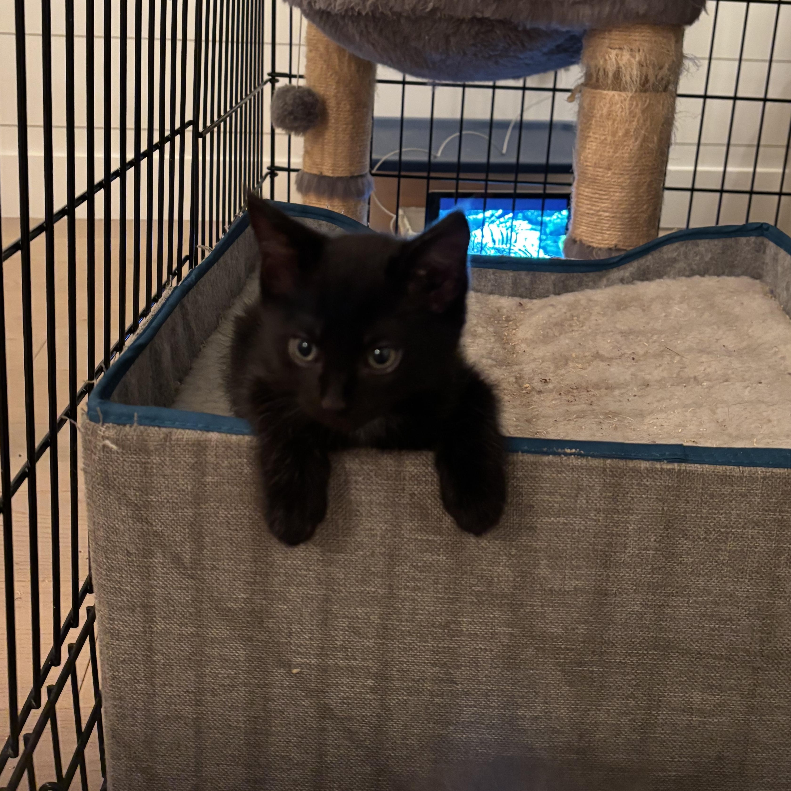 Enlarge Dahlia, Harlow & Hudson, a Adoptable Domestic Short Hair in Saint Francis, MN image 3/6