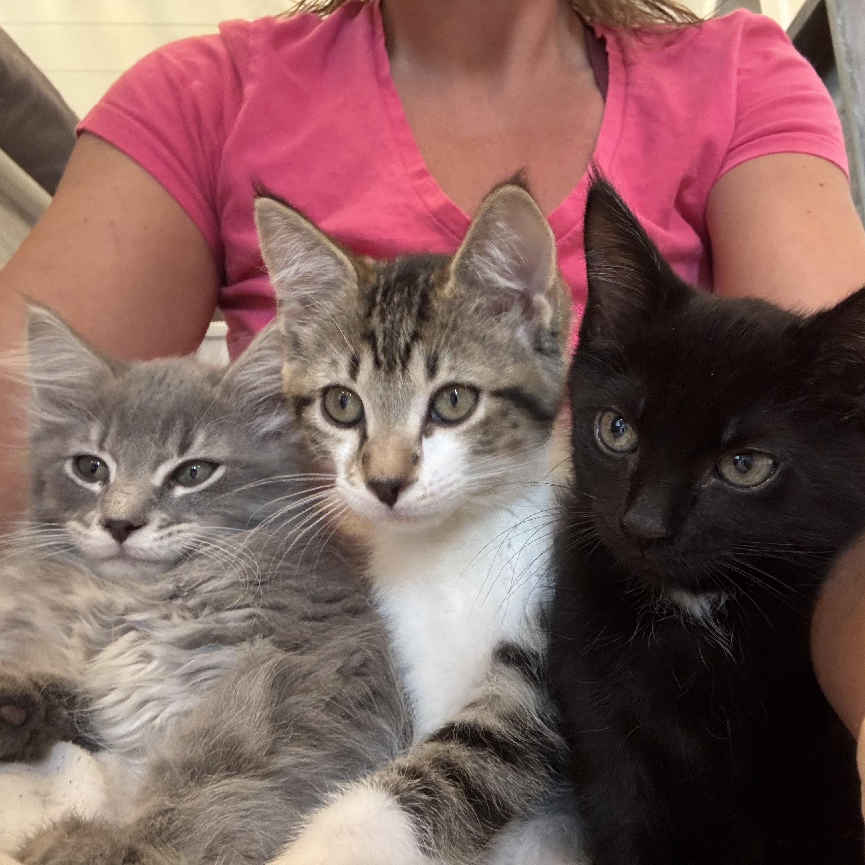 Dahlia, Harlow & Hudson, Adoptable, Young Male Domestic Short Hair.