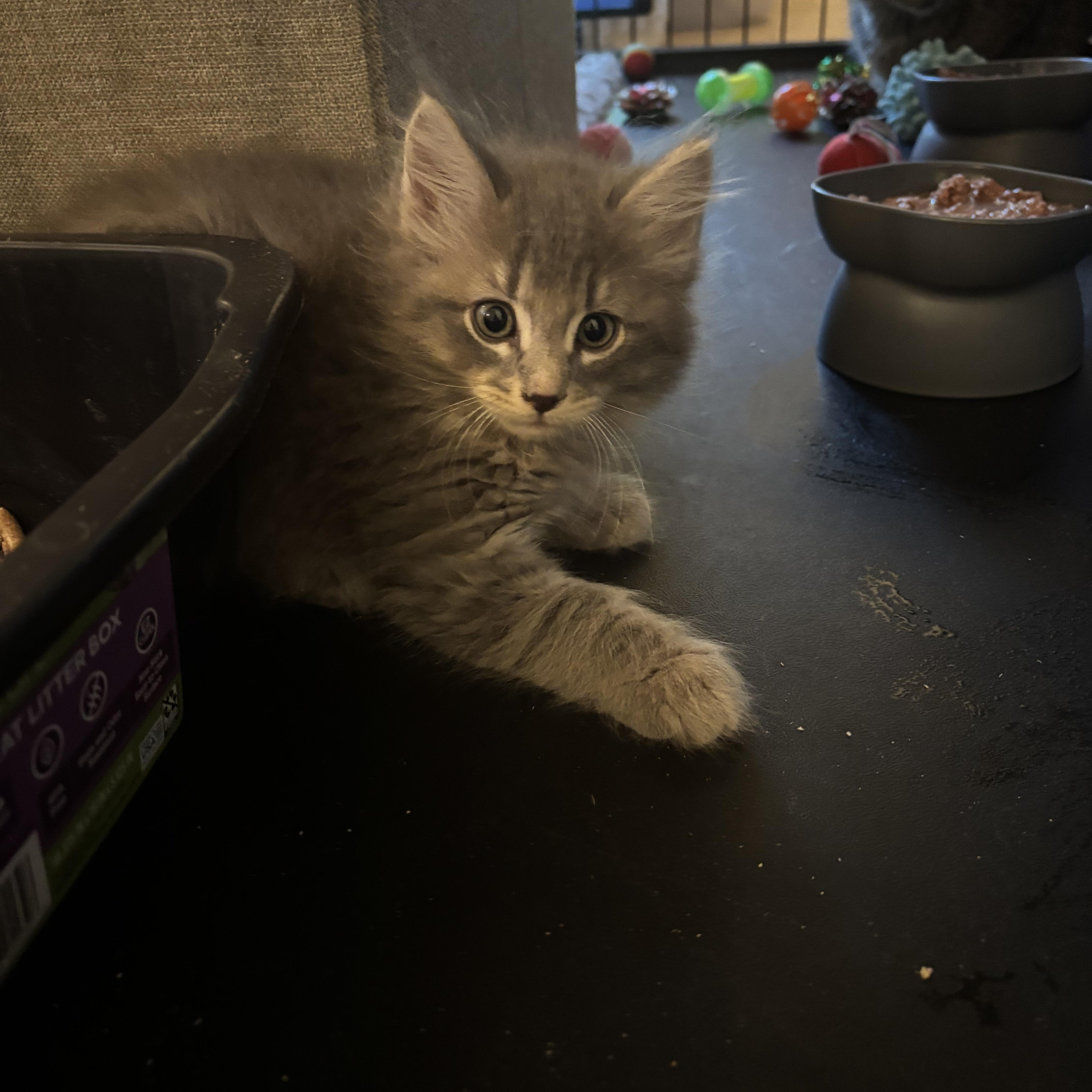 Enlarge Dahlia, Harlow & Hudson, a Adoptable Domestic Short Hair in Saint Francis, MN image 5/6