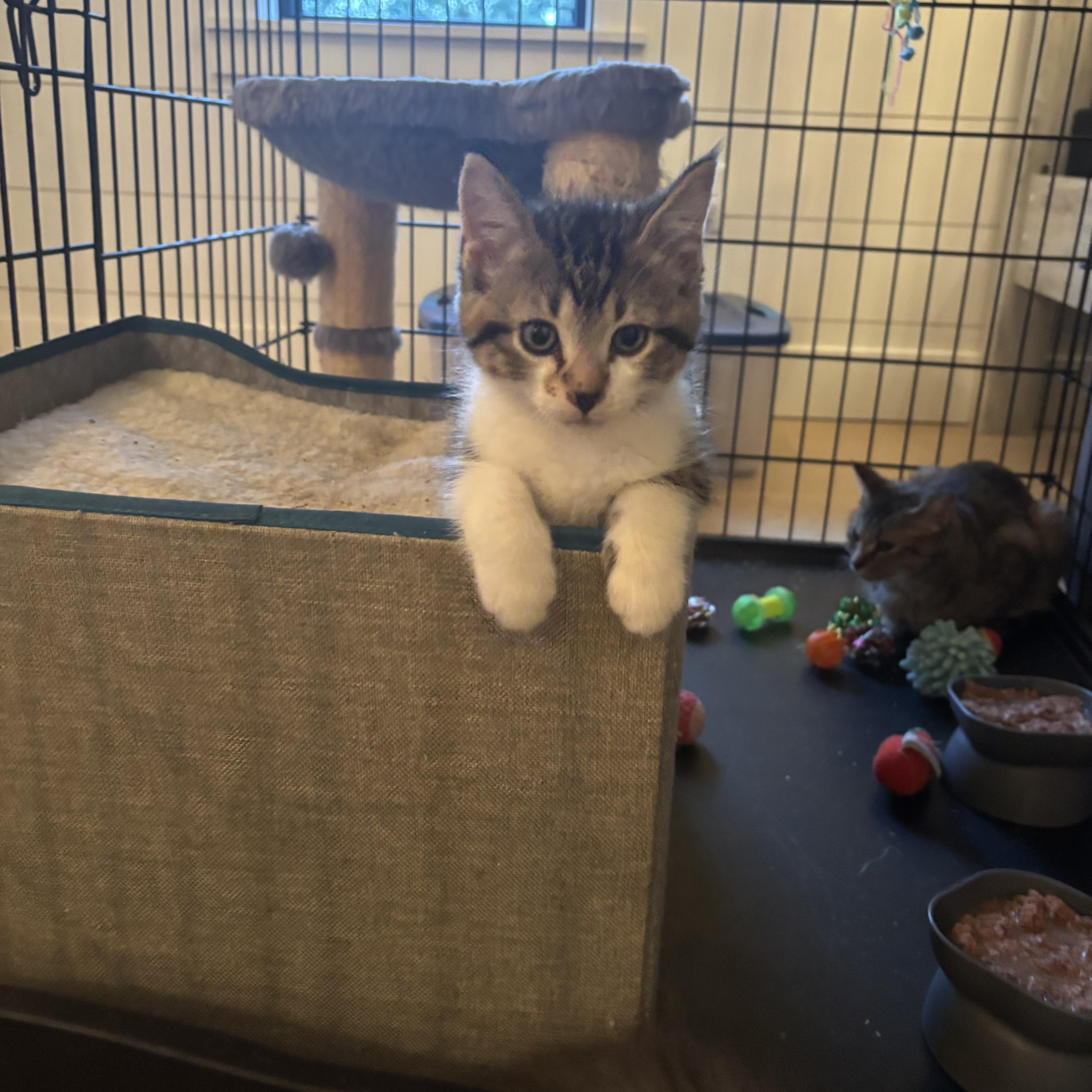 Enlarge Dahlia, Harlow & Hudson, a Adoptable Domestic Short Hair in Saint Francis, MN image 6/6