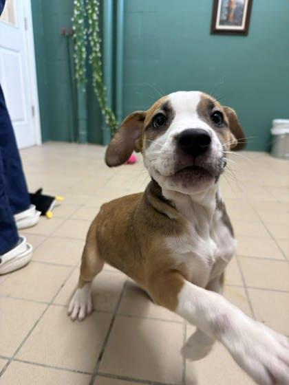 Stem, Adoptable, Puppy Female Mastiff & German Shepherd Dog.