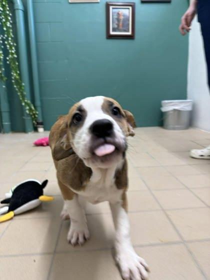 Enlarge Stem, a Adoptable mixed breed in Scottsbluff, NE image 2/3
