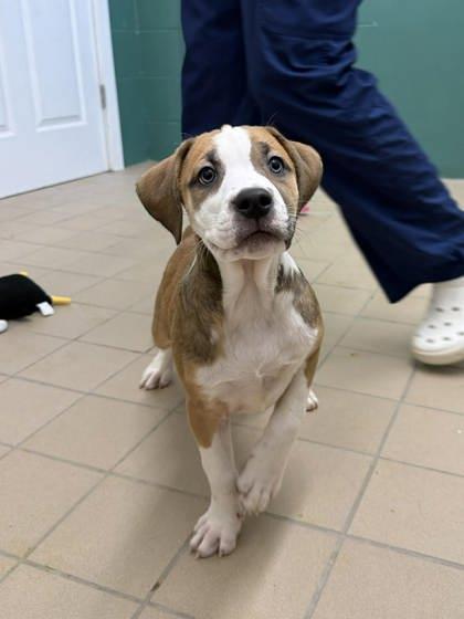 Enlarge Stem, a Adoptable mixed breed in Scottsbluff, NE image 3/3
