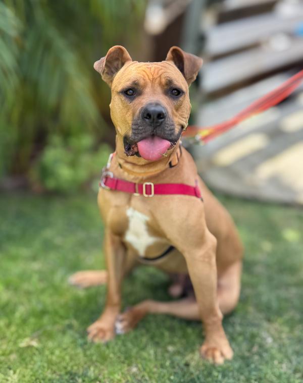 Luffy, Adoptable, Adult Male Pit Bull Terrier & Shar-Pei.