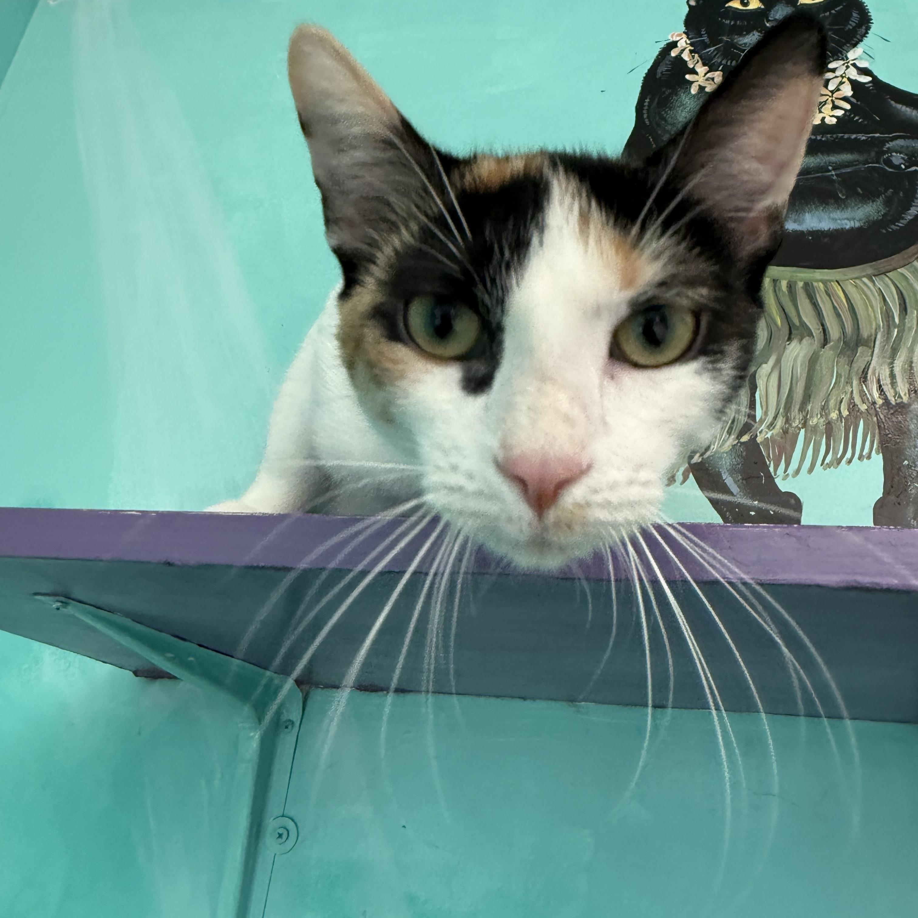 Arya, a ADOPTABLE Calico in Newport Beach, CA image 6/6