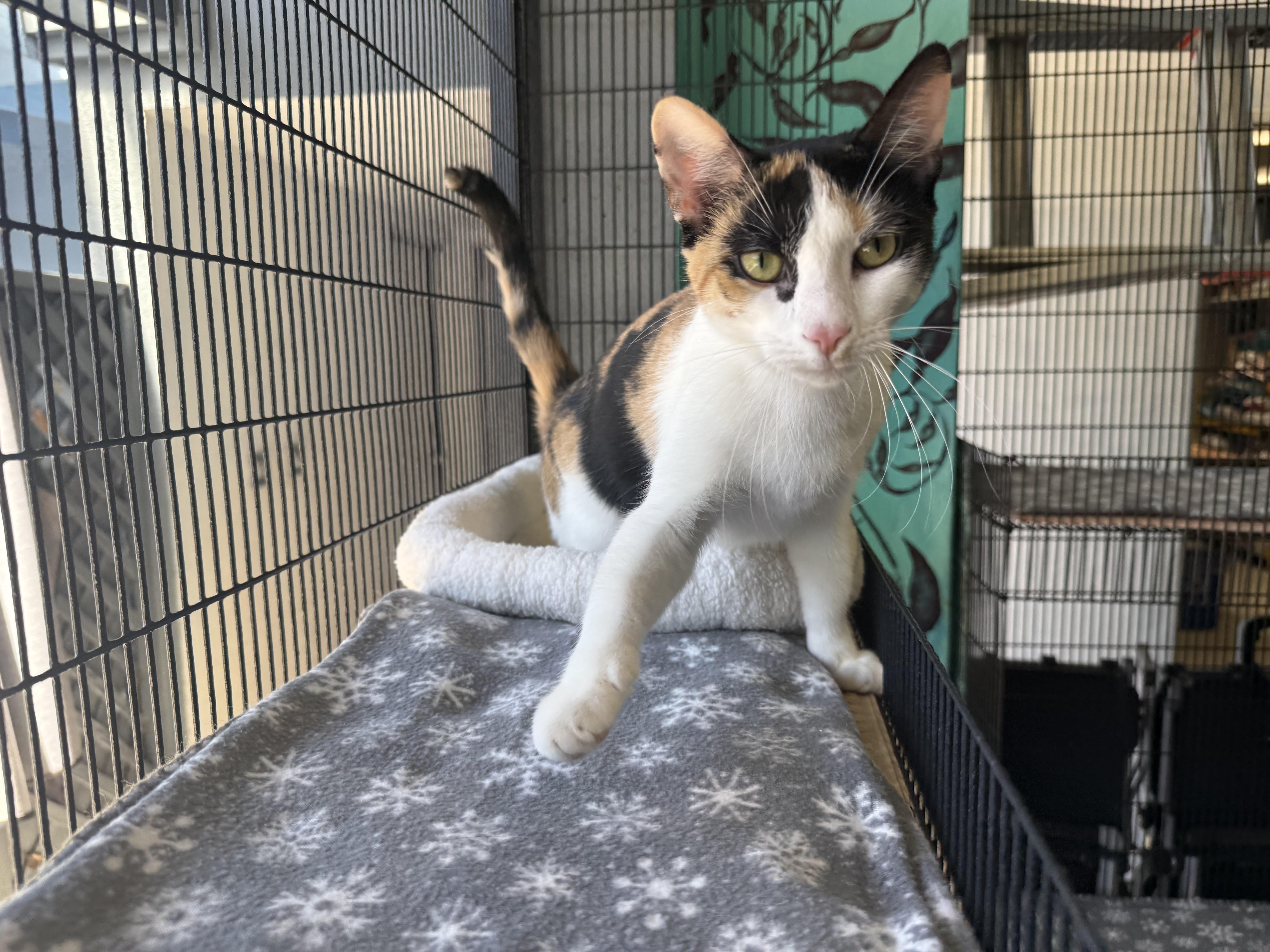 Enlarge Arya, a ADOPTABLE Calico in Newport Beach, CA image 1/6