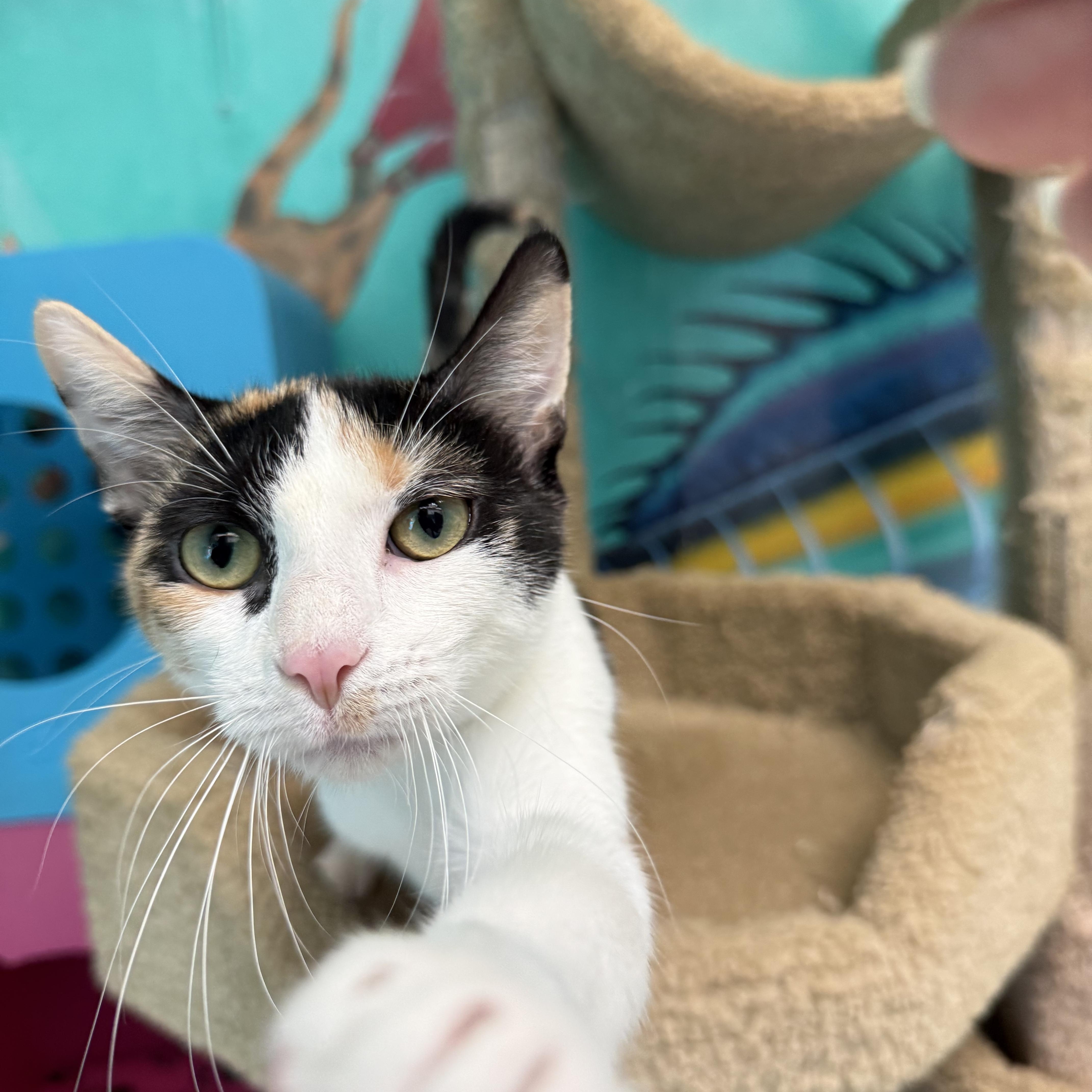 Arya, a ADOPTABLE Calico in Newport Beach, CA image 1/6