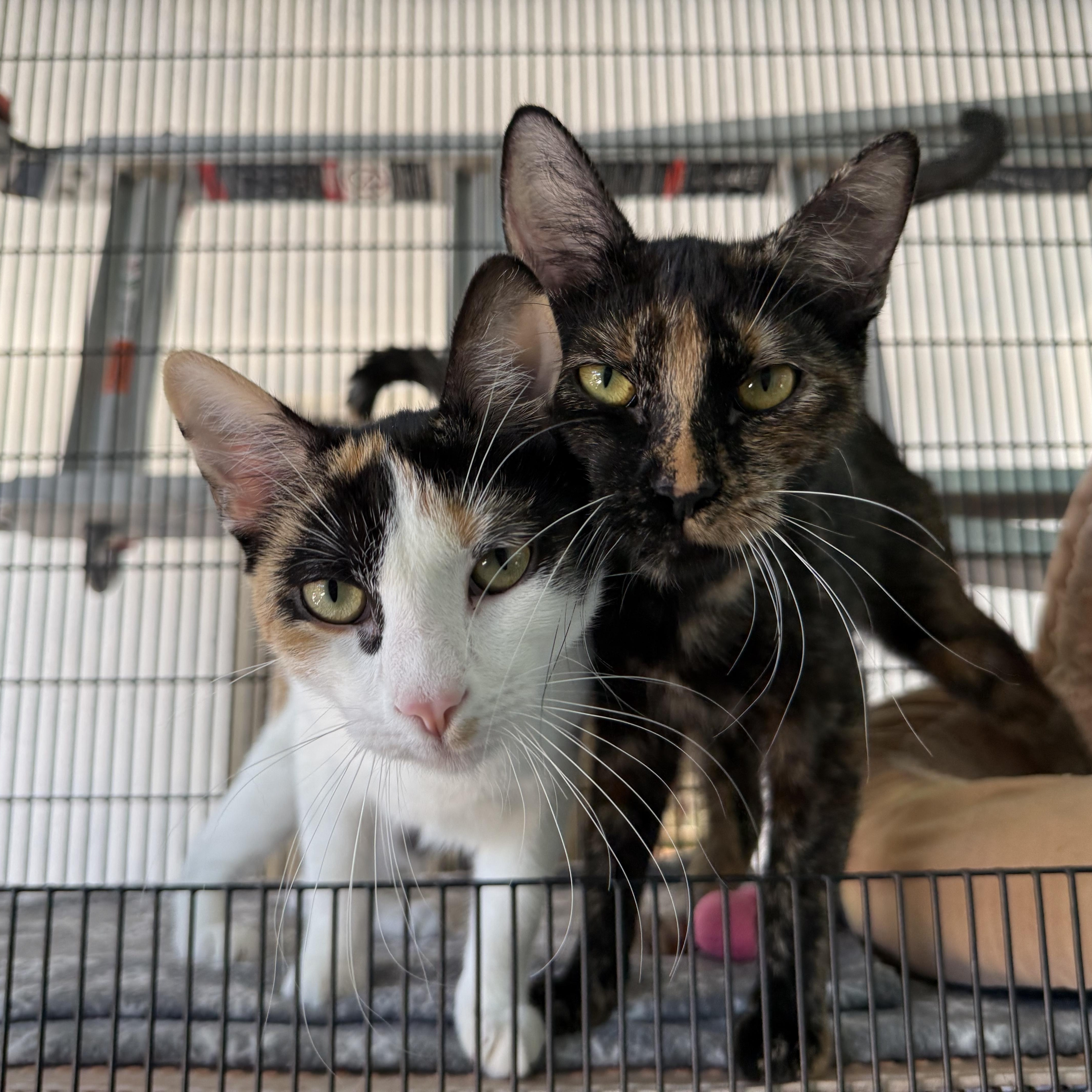 Arya, a ADOPTABLE Calico in Newport Beach, CA image 2/6