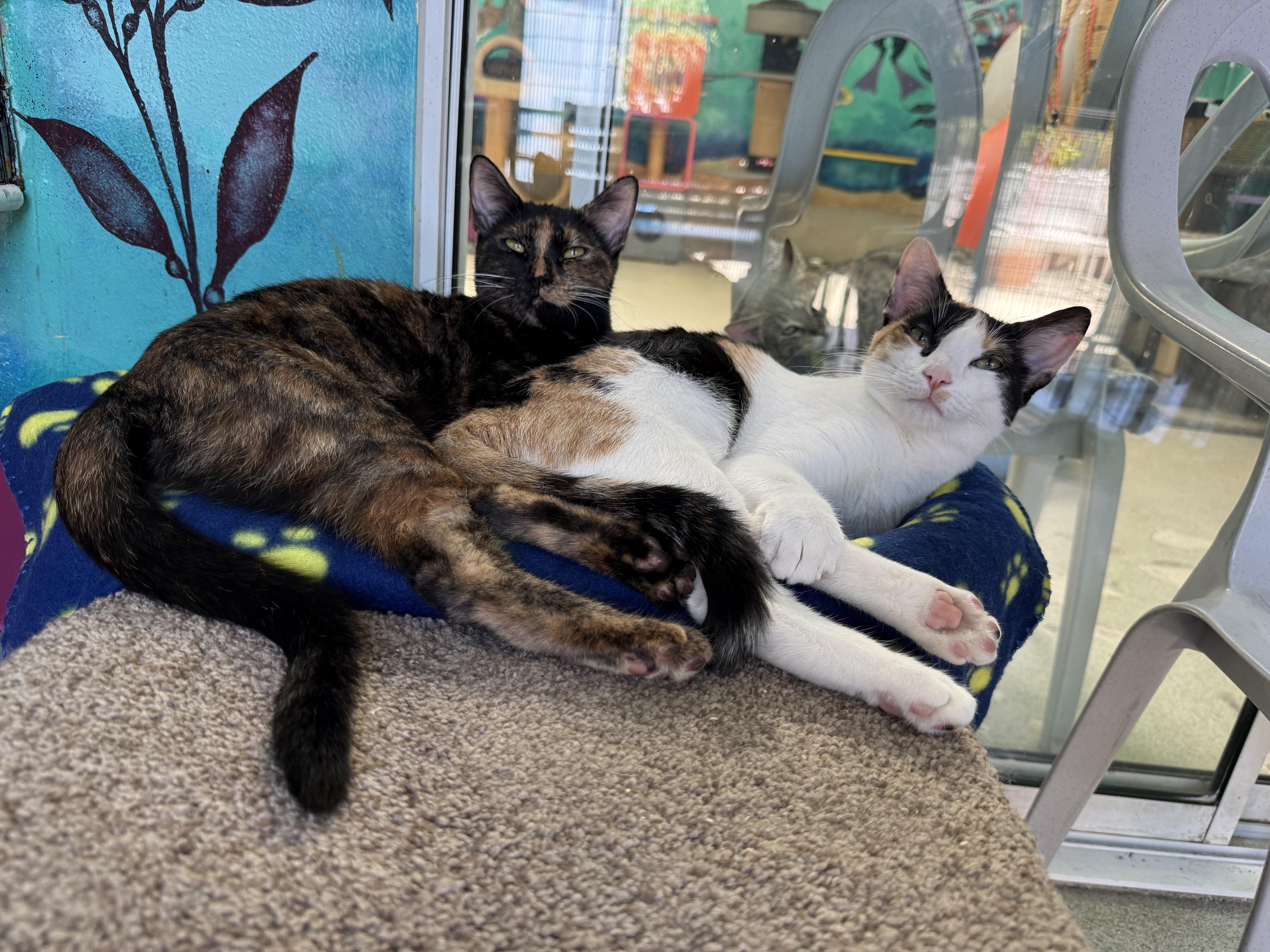 Enlarge Arya, an adopted Calico in Newport Beach, CA image 3/6