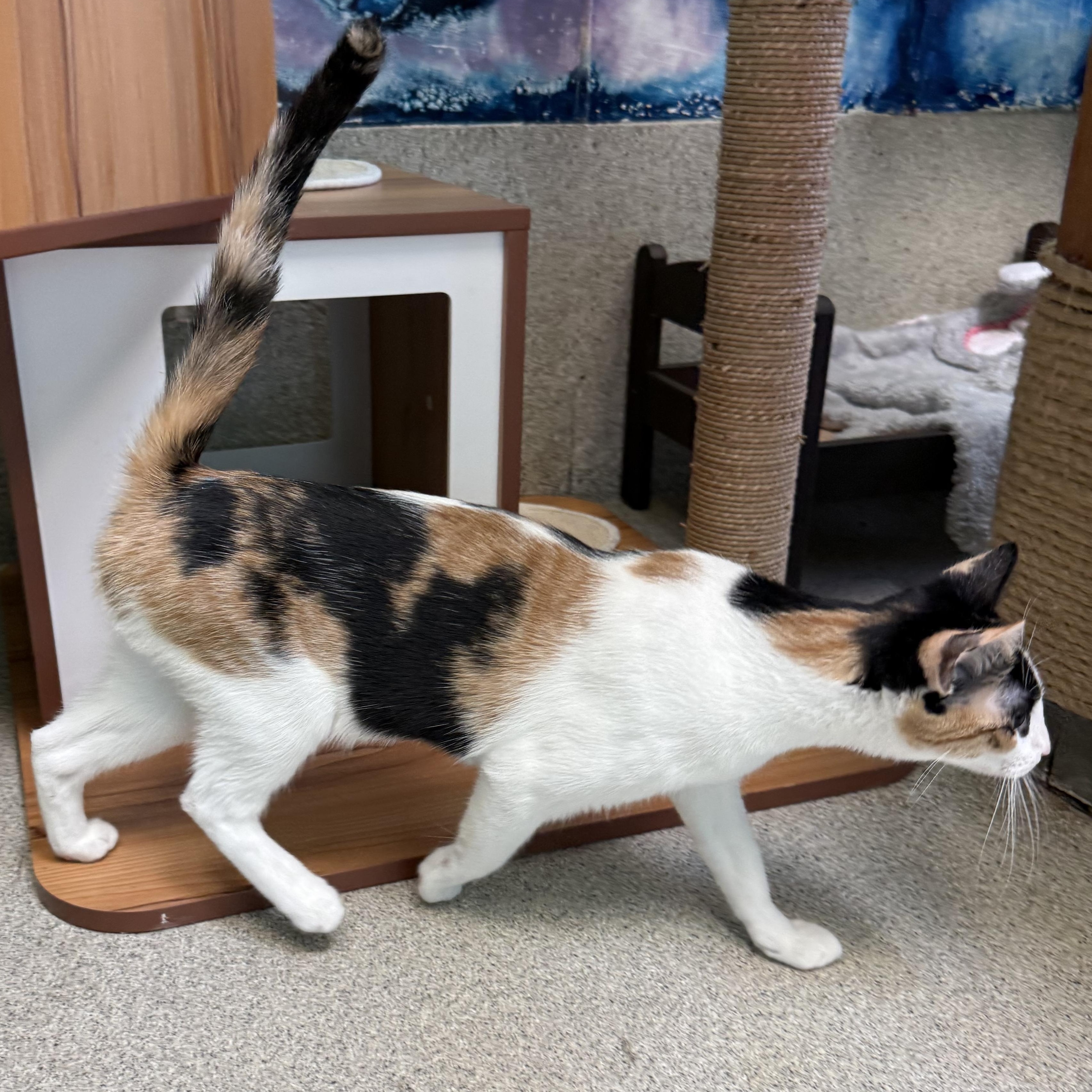 Arya, a ADOPTABLE Calico in Newport Beach, CA image 3/6