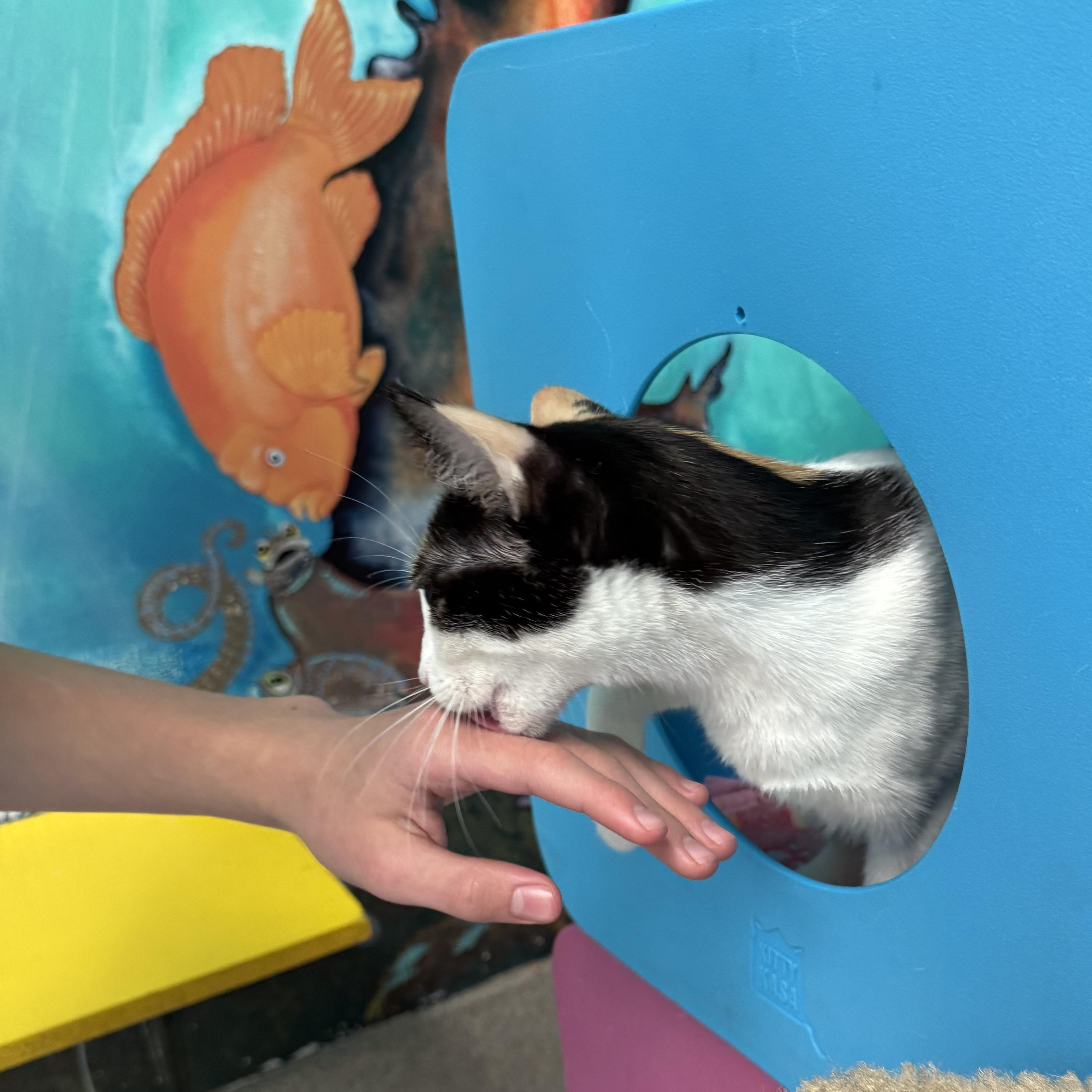 Arya, a ADOPTABLE Calico in Newport Beach, CA image 5/6