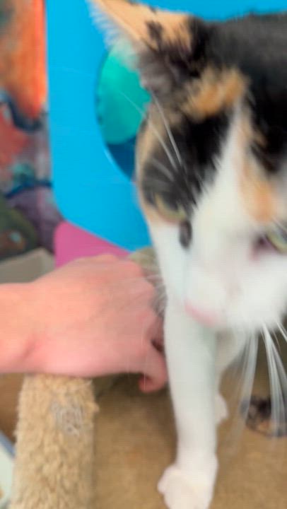 Enlarge Arya, a ADOPTABLE Calico in Newport Beach, CA video 4/6