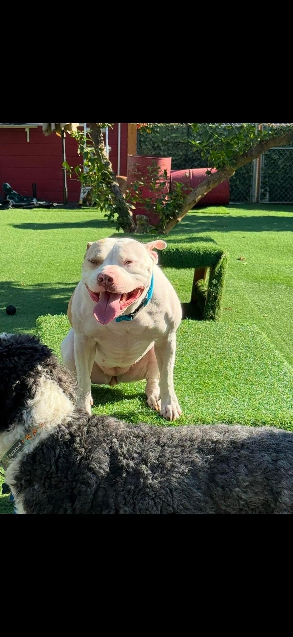 Baby, a Adopted Pit Bull Terrier in Camarillo, CA image 1/3