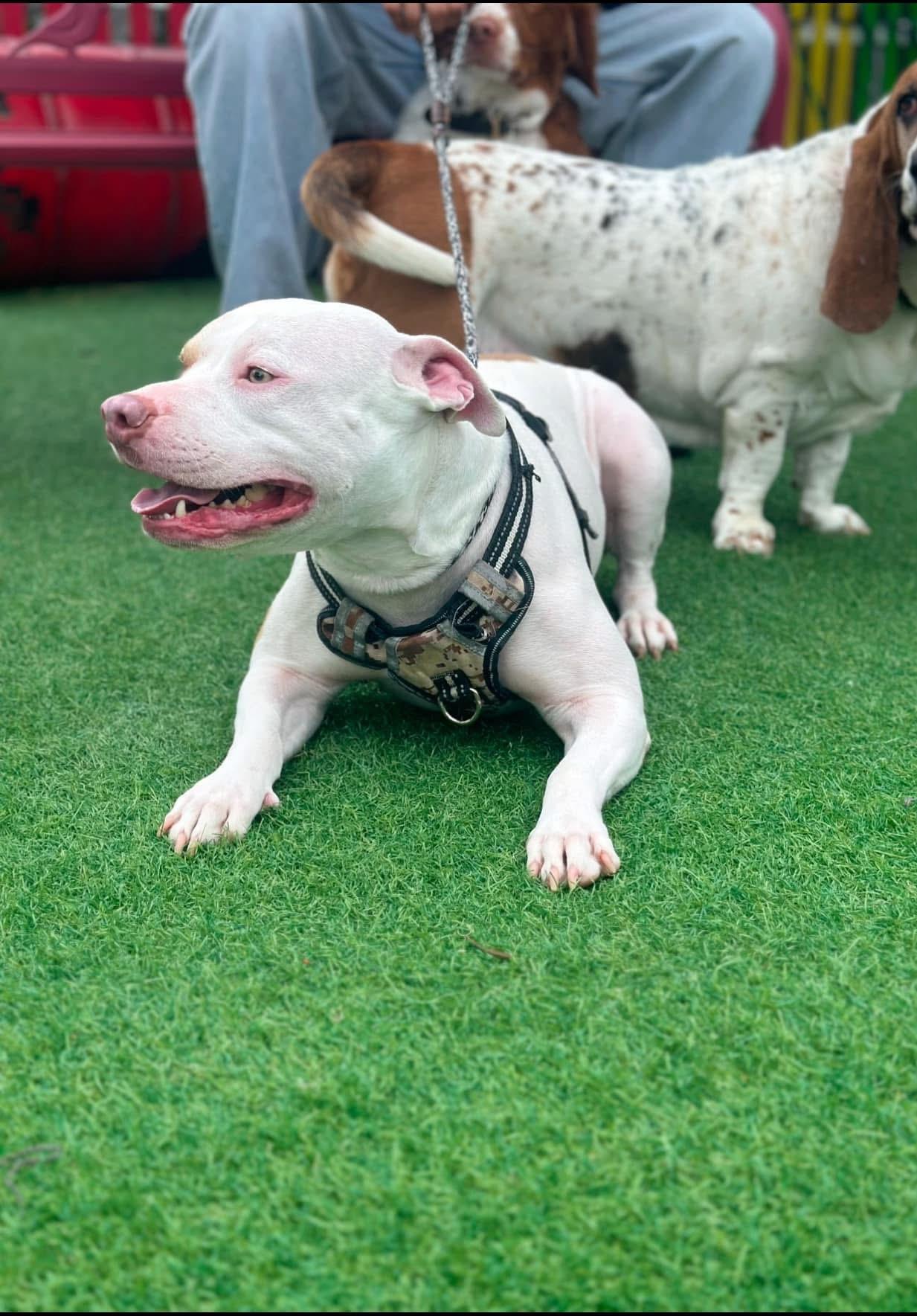 Baby, a Adopted Pit Bull Terrier in Camarillo, CA image 2/3