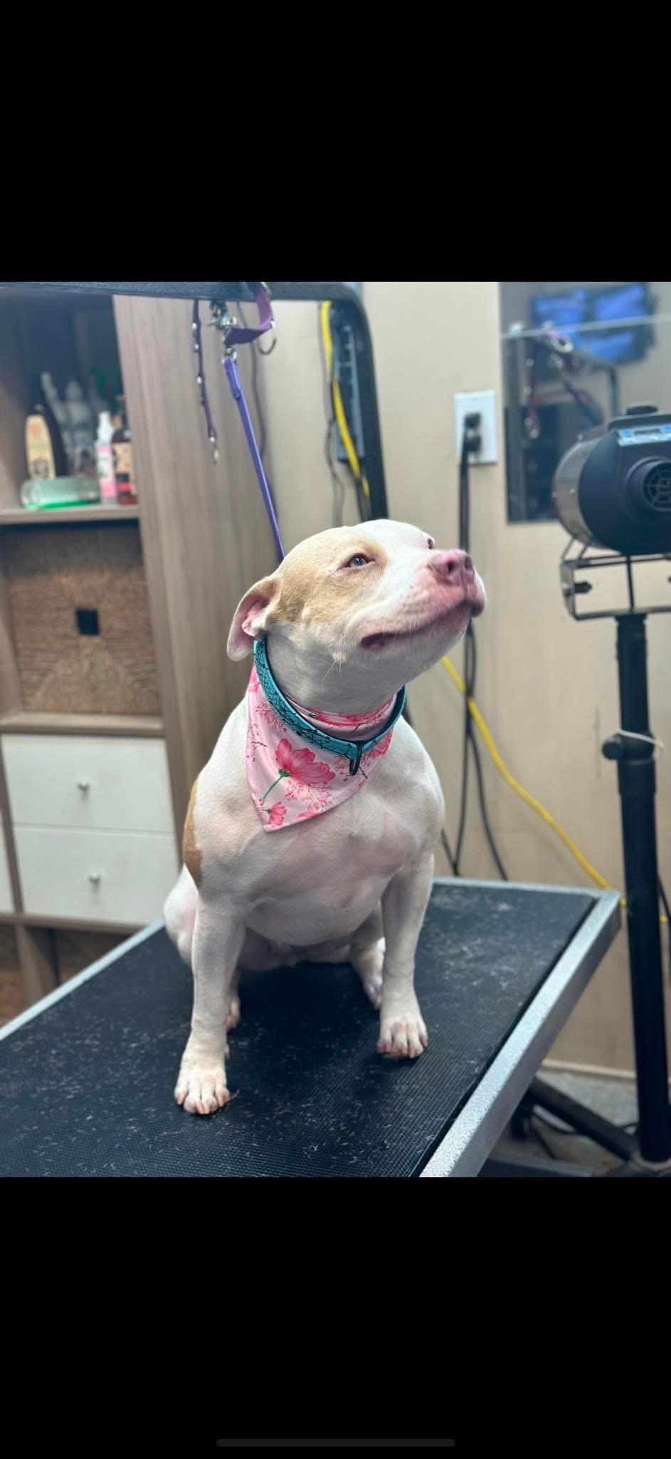 Baby, a Adopted Pit Bull Terrier in Camarillo, CA image 3/3