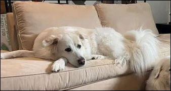 Enzo, Adoptable, Adult Male Great Pyrenees.