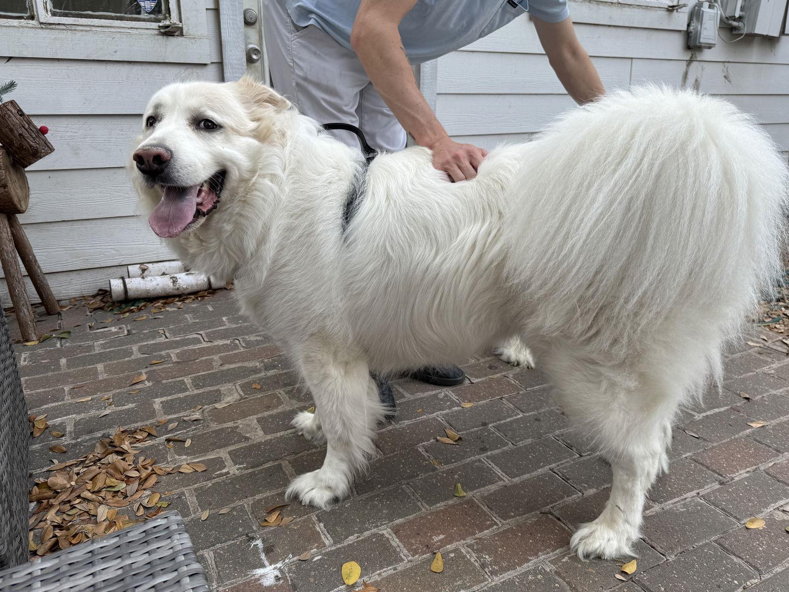 Enlarge Enzo, a Adoptable Great Pyrenees in Houston, TX image 2/3