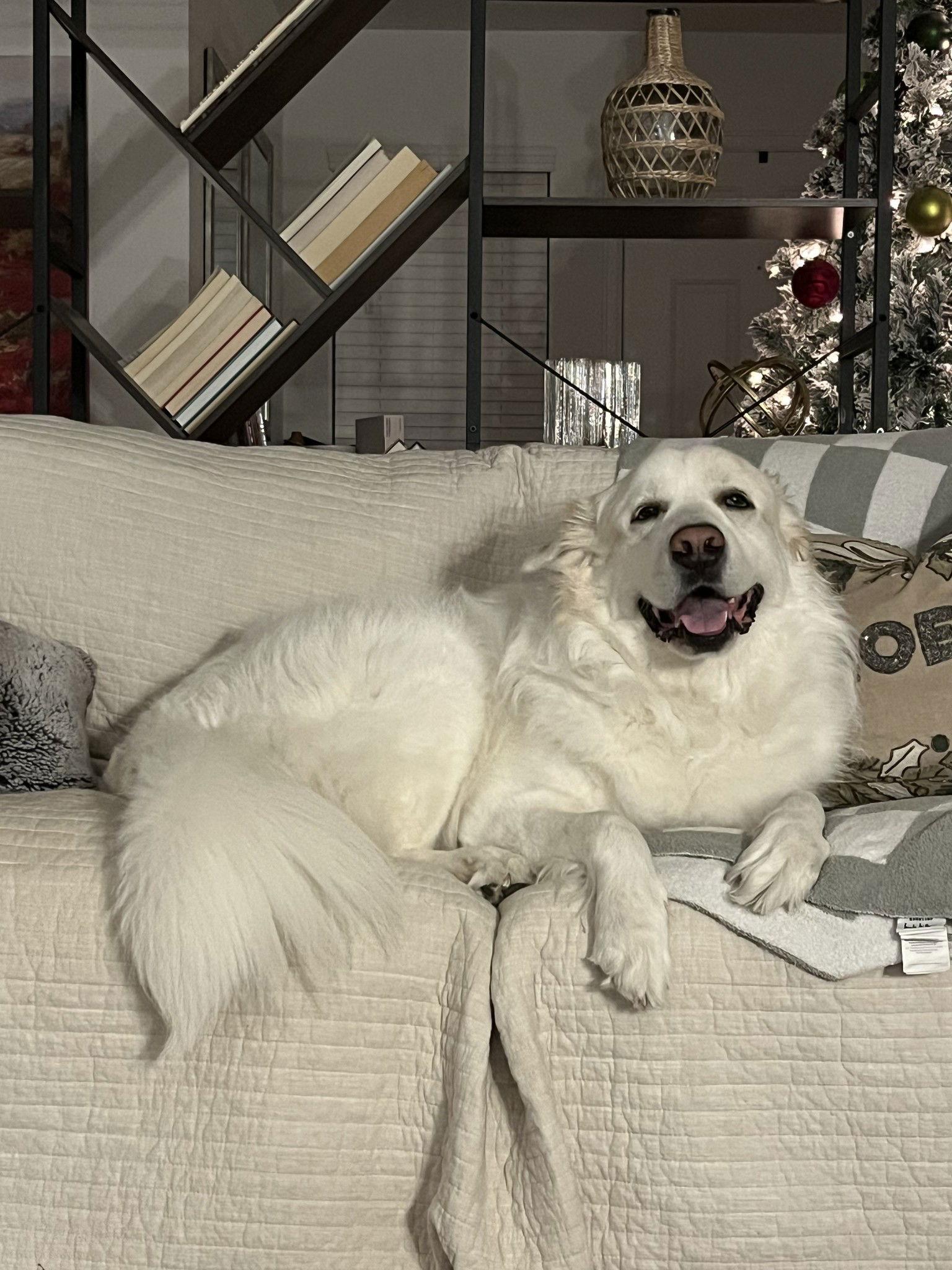 Enlarge Enzo, a Adoptable Great Pyrenees in Houston, TX image 3/3