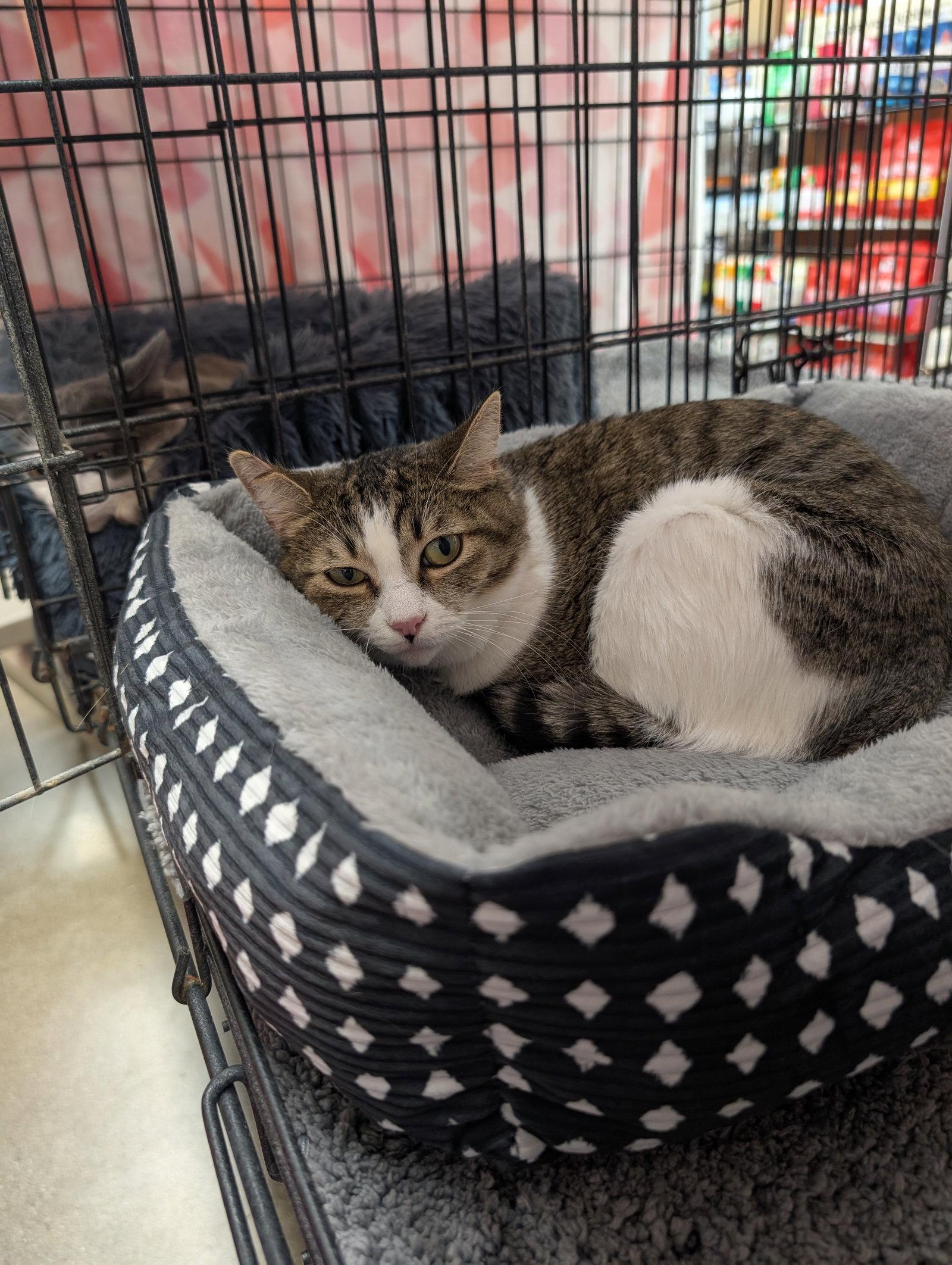 Enlarge Keileigh, a Adoptable Domestic Short Hair in Monrovia, CA image 1/2