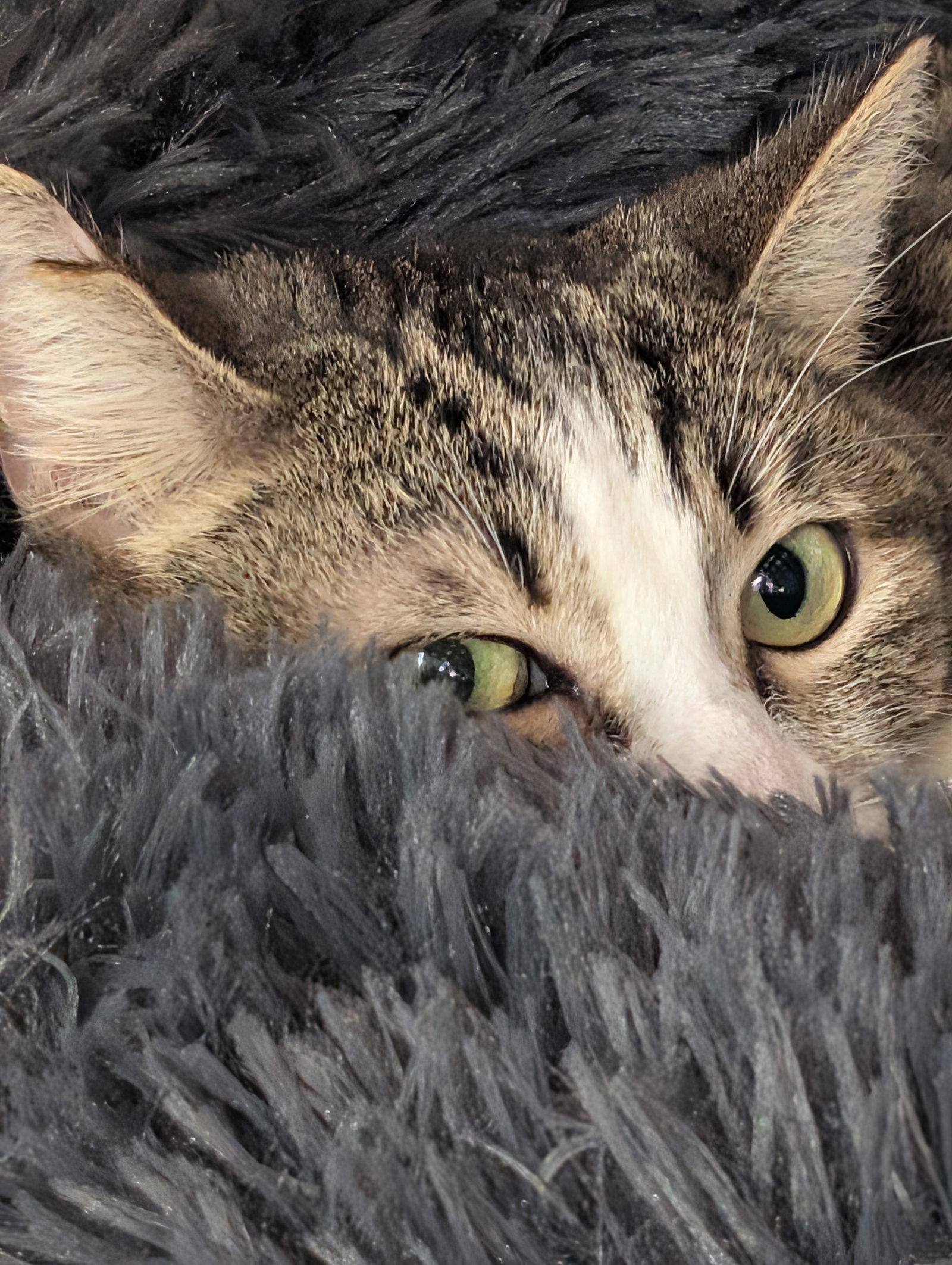 Enlarge Keileigh, a Adoptable Domestic Short Hair in Monrovia, CA image 2/2