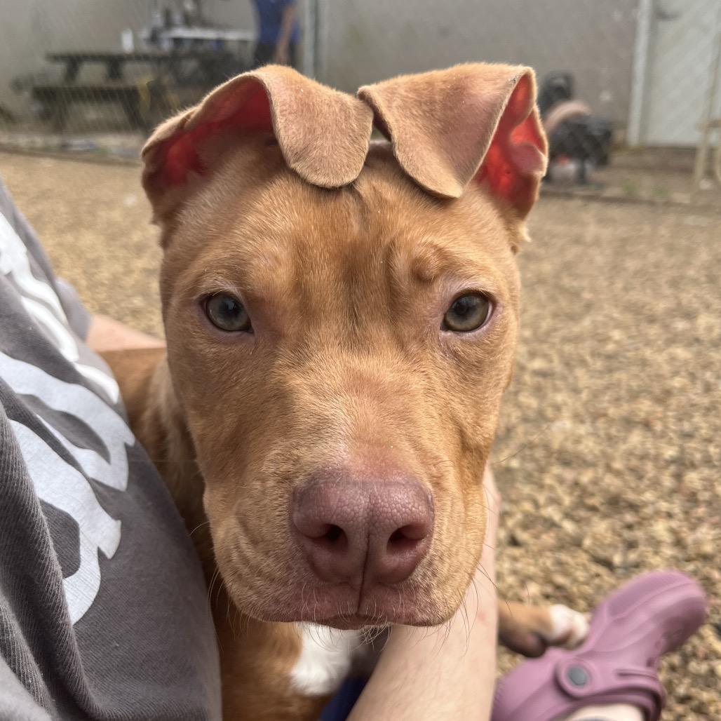 Murdock, Adoptable, Young Male Pit Bull Terrier.