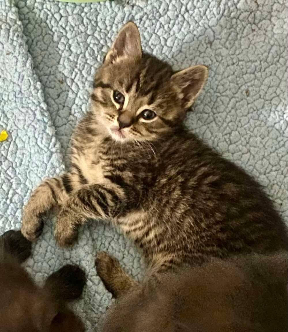 Enlarge 3 little kittens , a Adoptable Domestic Short Hair in Acushnet, MA image 3/4