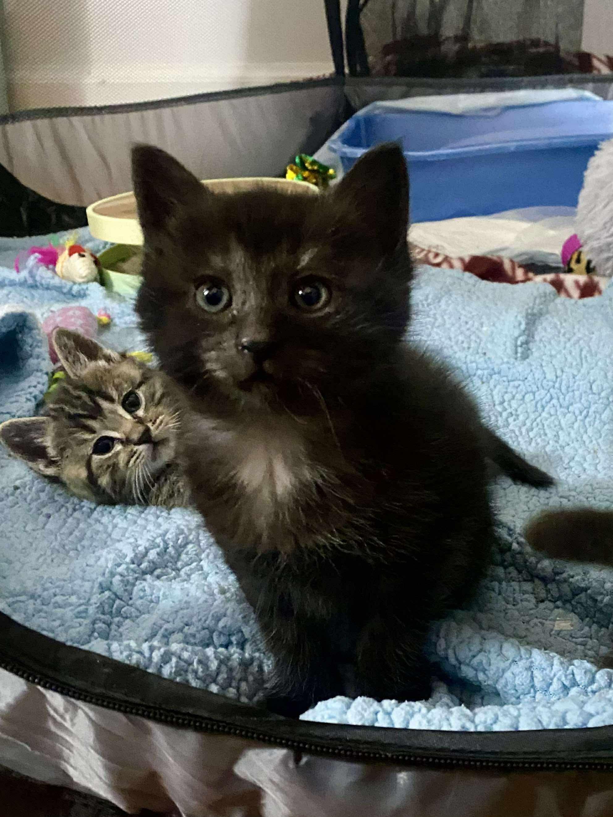 Enlarge 3 little kittens , a Adoptable Domestic Short Hair in Acushnet, MA image 2/4