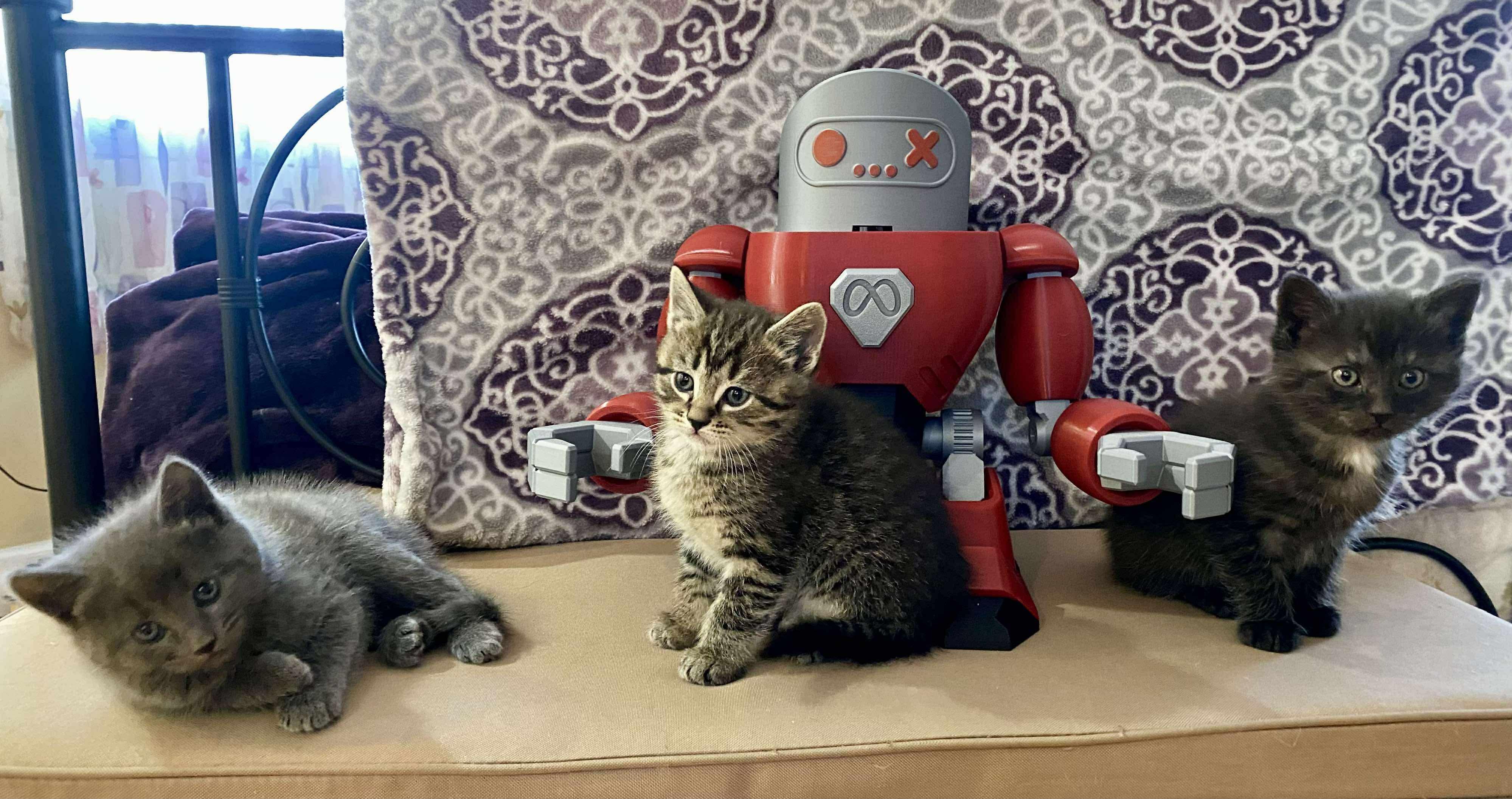 Enlarge 3 little kittens , a Adoptable Domestic Short Hair in Acushnet, MA image 1/4