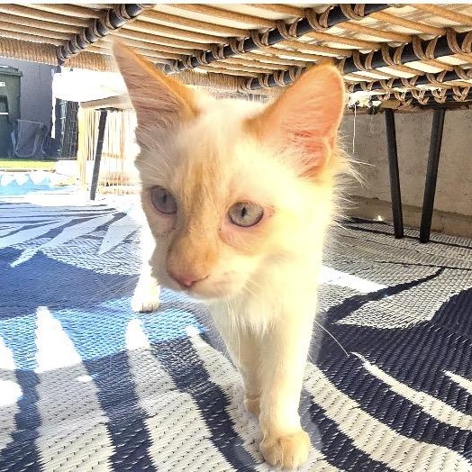 Enlarge Carl, a Adoptable Siamese in San Diego, CA image 1/2