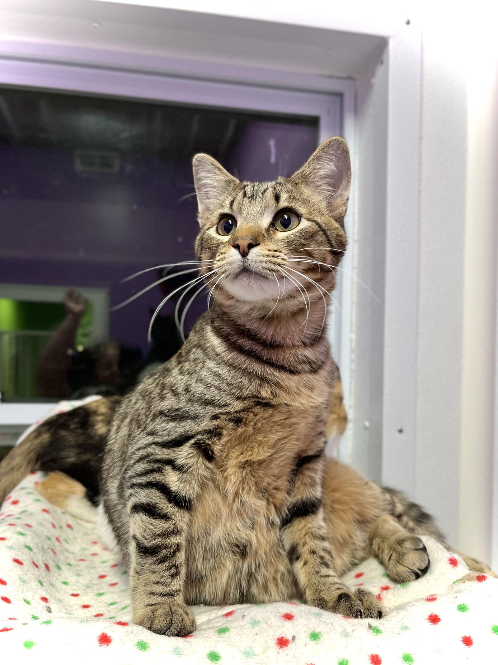 Enlarge Ned, a Adoptable Domestic Short Hair in Estherville, IA image 2/3