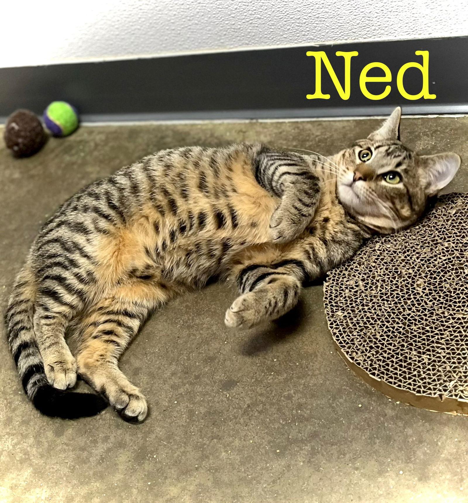 Enlarge Ned, a Adoptable Domestic Short Hair in Estherville, IA image 3/3
