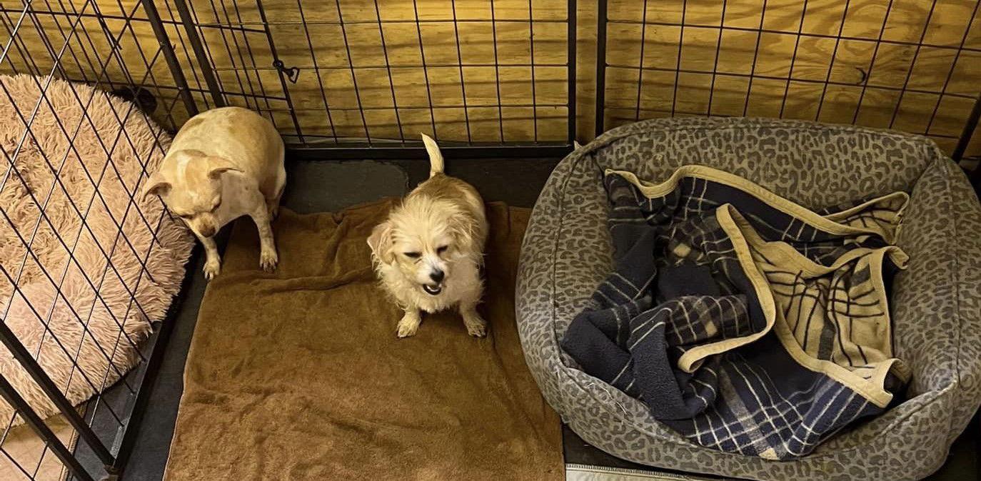 Gina, Adoptable, Young Female Chihuahua & Yorkshire Terrier.