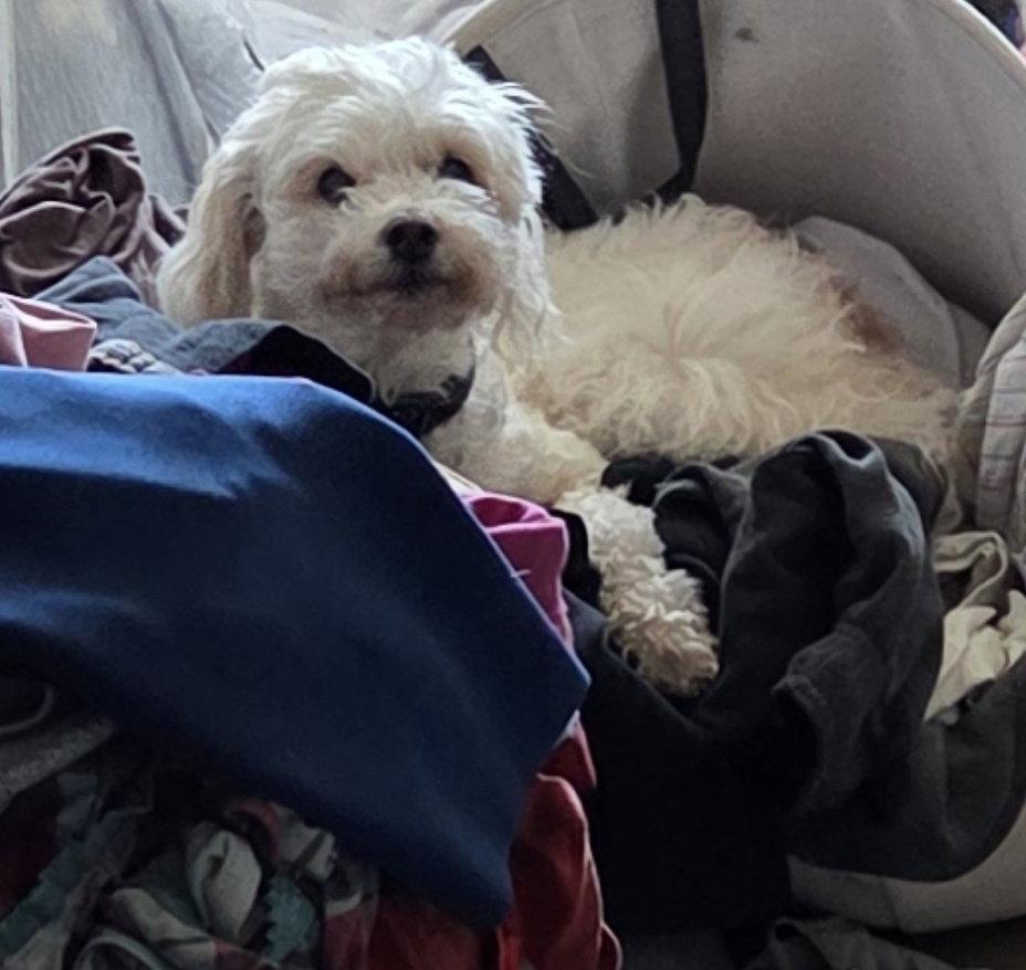 Enlarge Petree, a Adoptable mixed breed in San Diego, CA image 1/3