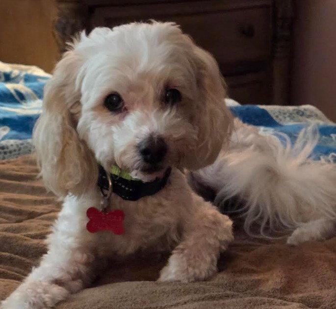 Petree, Adoptable, Senior Male Maltese & Poodle.